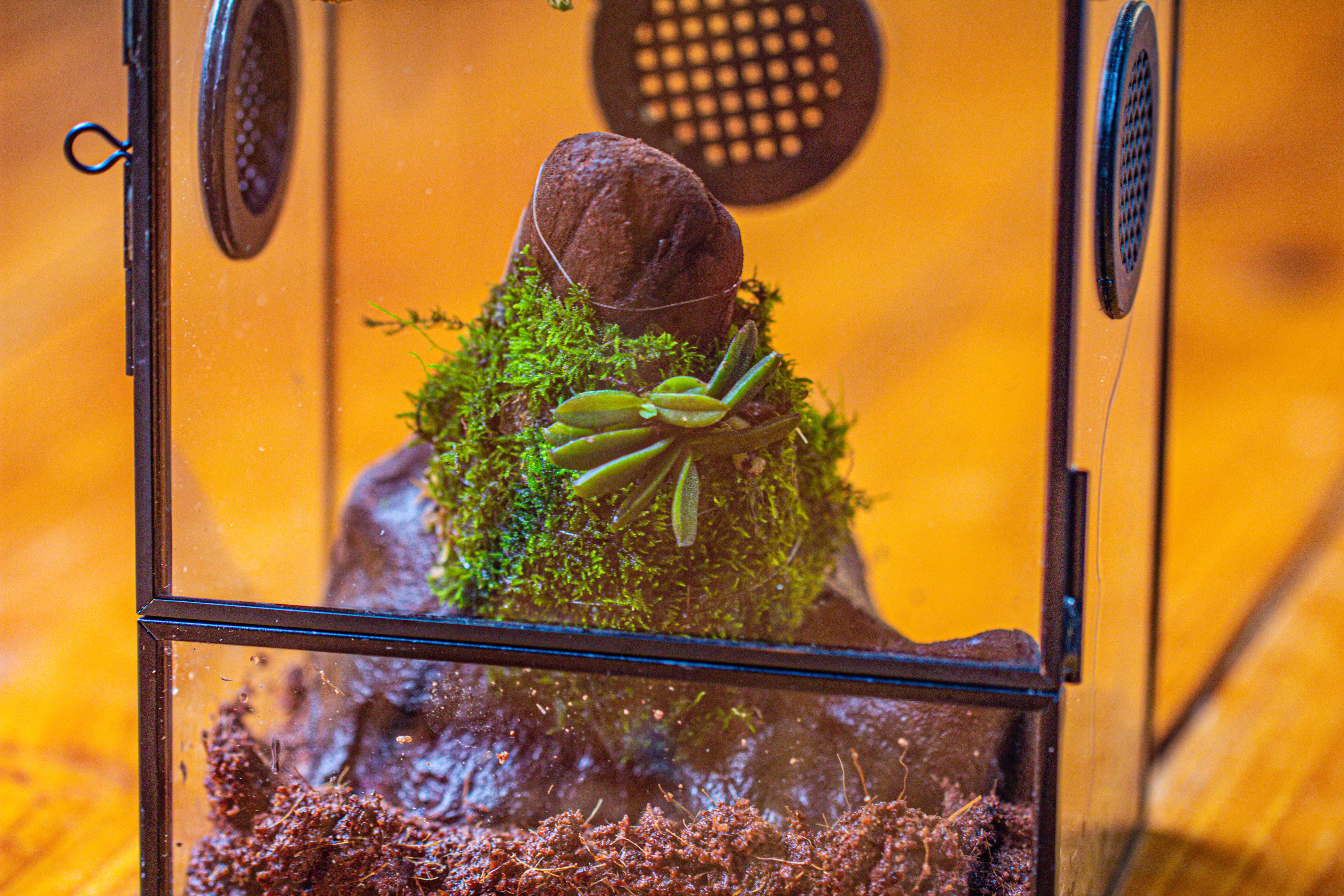 Glass Rectangle Terrarium Enclosure  for Small Insect, Jumping Spider, Snail - NCYPgarden