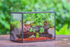 NCYP Watertight Close Small Rectangle Geometric Glass Tin Terrarium, for small waterpond, moss landscape, Live Miniature, water pond - NCYPgarden