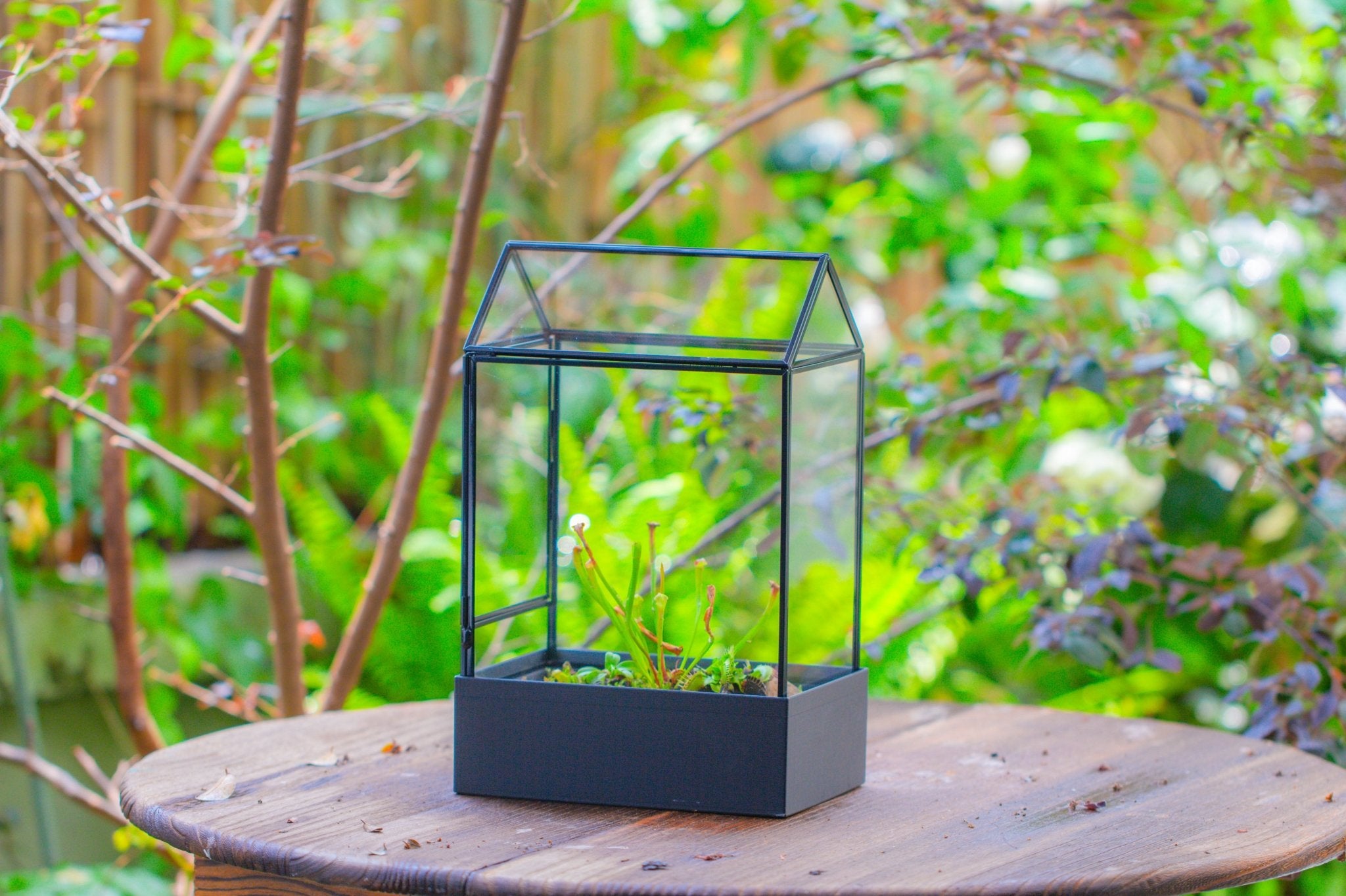 11“ Tall Glass Terrarium with Water - Holding Base and Side Door - NCYPgarden
