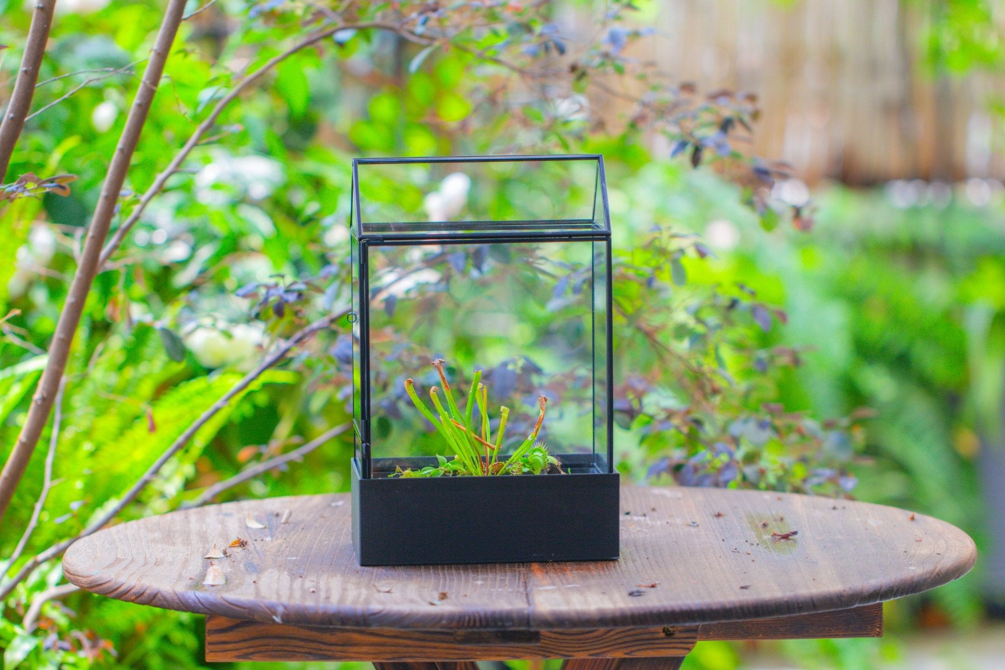 11“ Tall Glass Terrarium with Water - Holding Base and Side Door - NCYPgarden