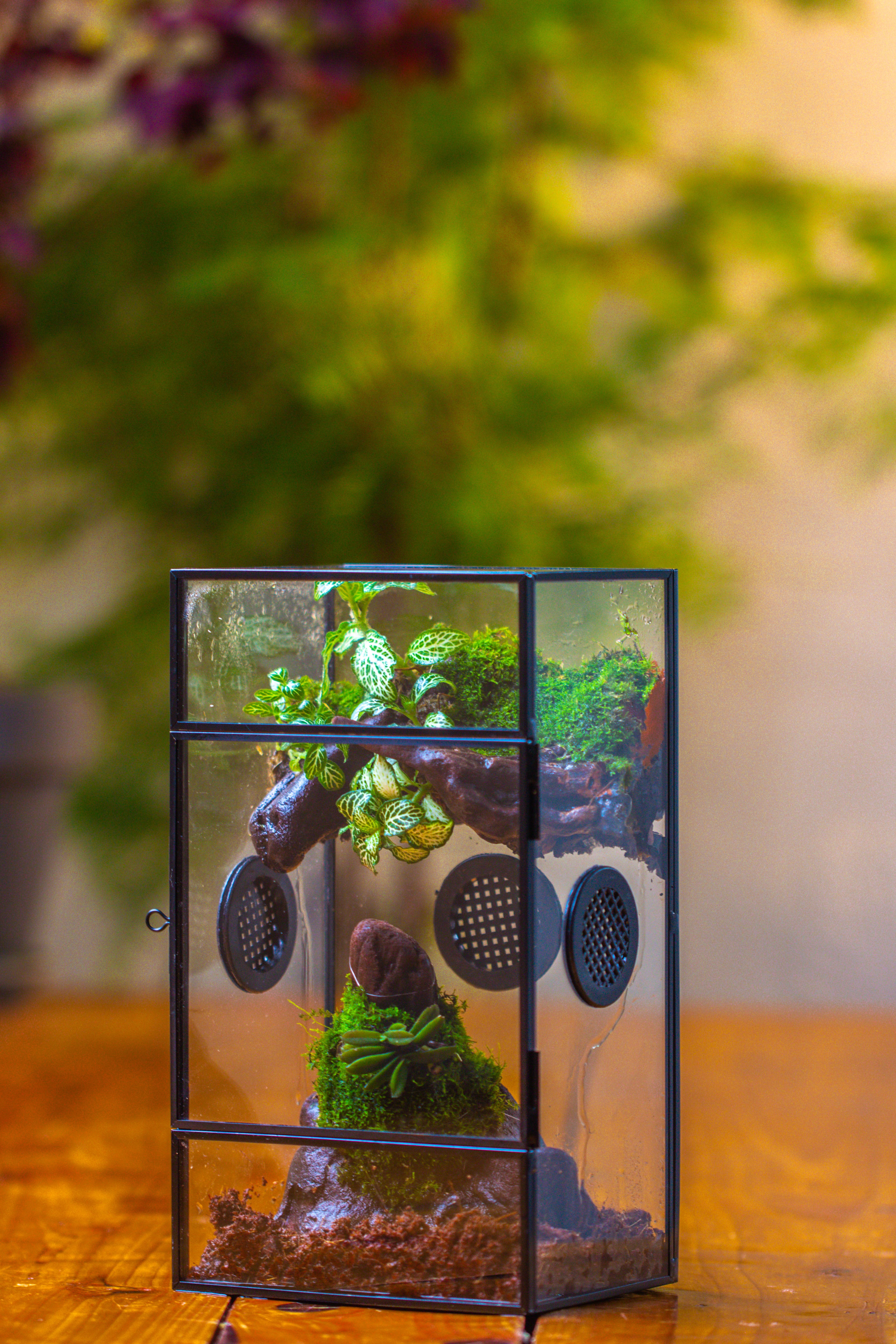 Glass Rectangle Terrarium Enclosure  for Small Insect, Jumping Spider, Snail - NCYPgarden