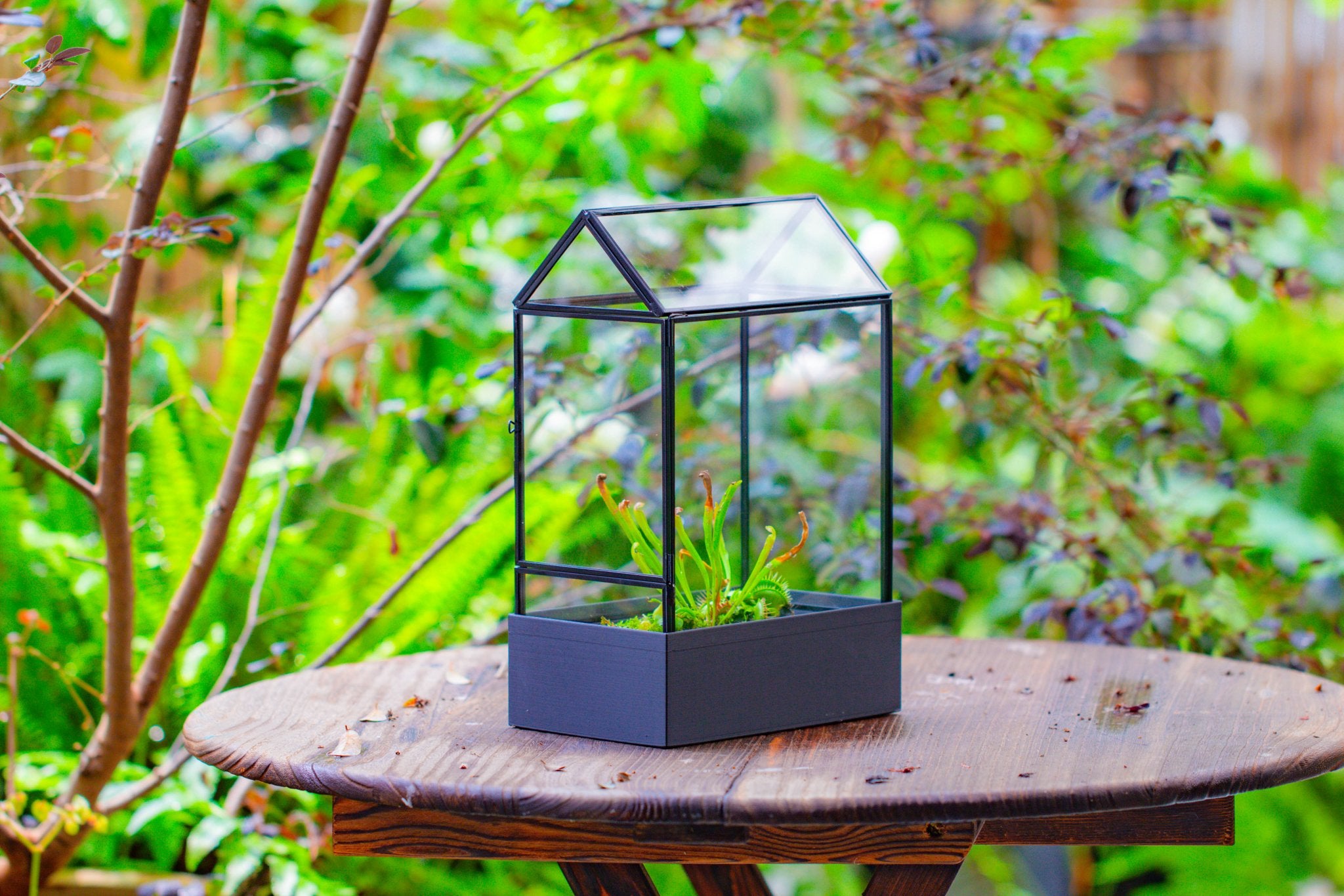 11“ Tall Glass Terrarium with Water - Holding Base and Side Door - NCYPgarden