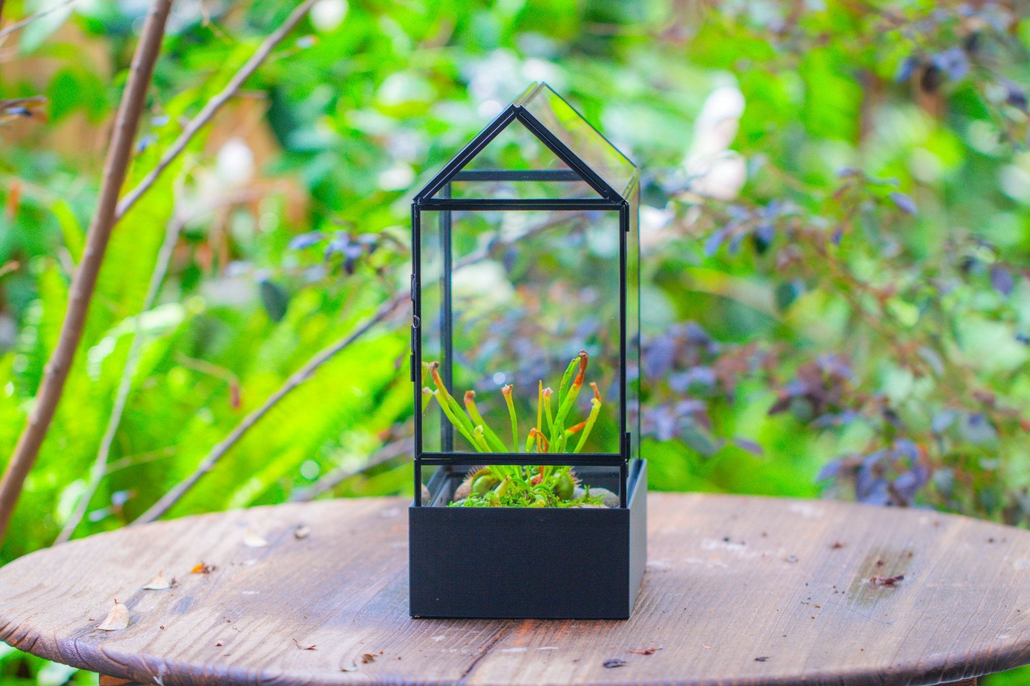 11“ Tall Glass Terrarium with Water - Holding Base and Side Door - NCYPgarden