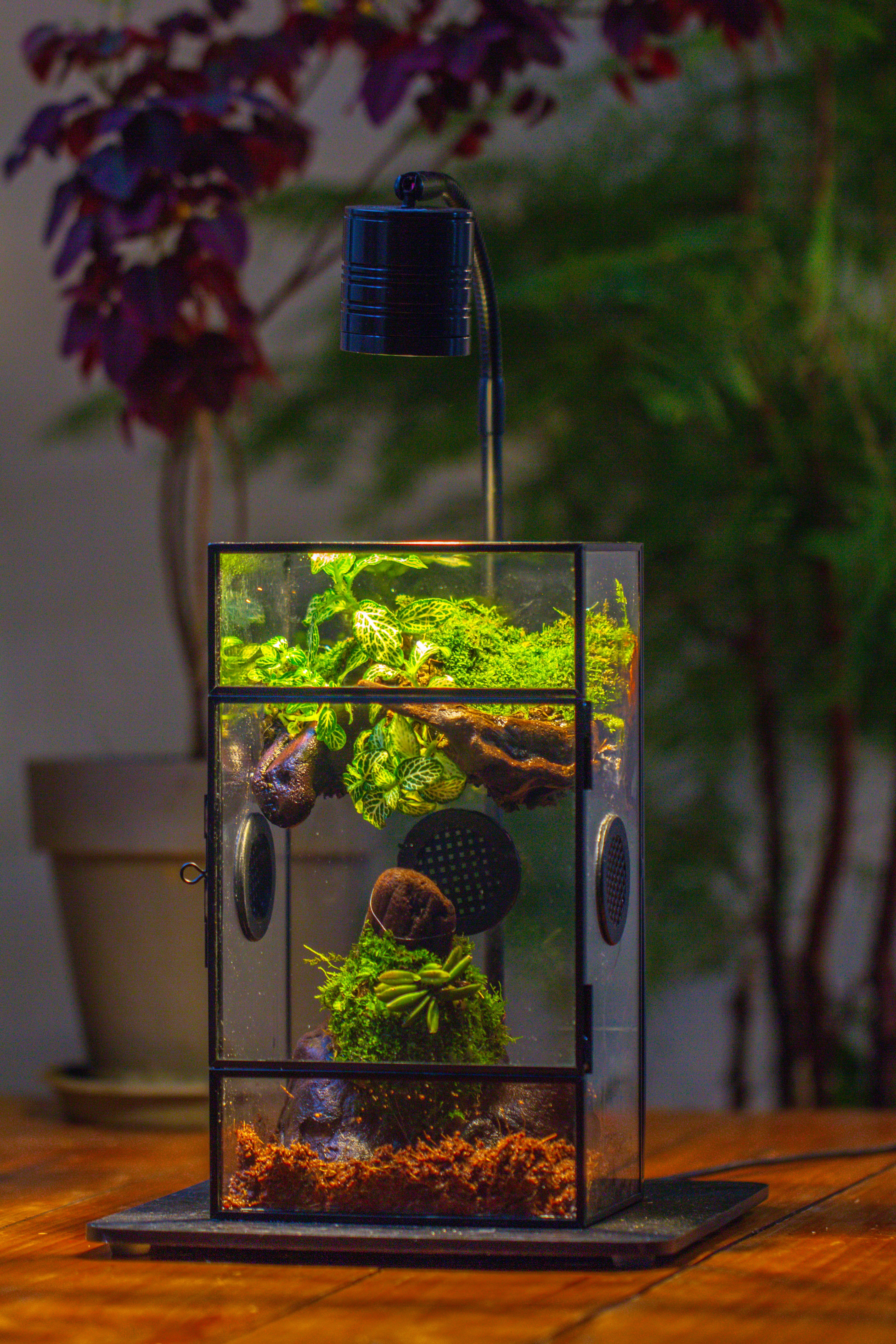 Glass Rectangle Terrarium Enclosure  for Small Insect, Jumping Spider, Snail - NCYPgarden