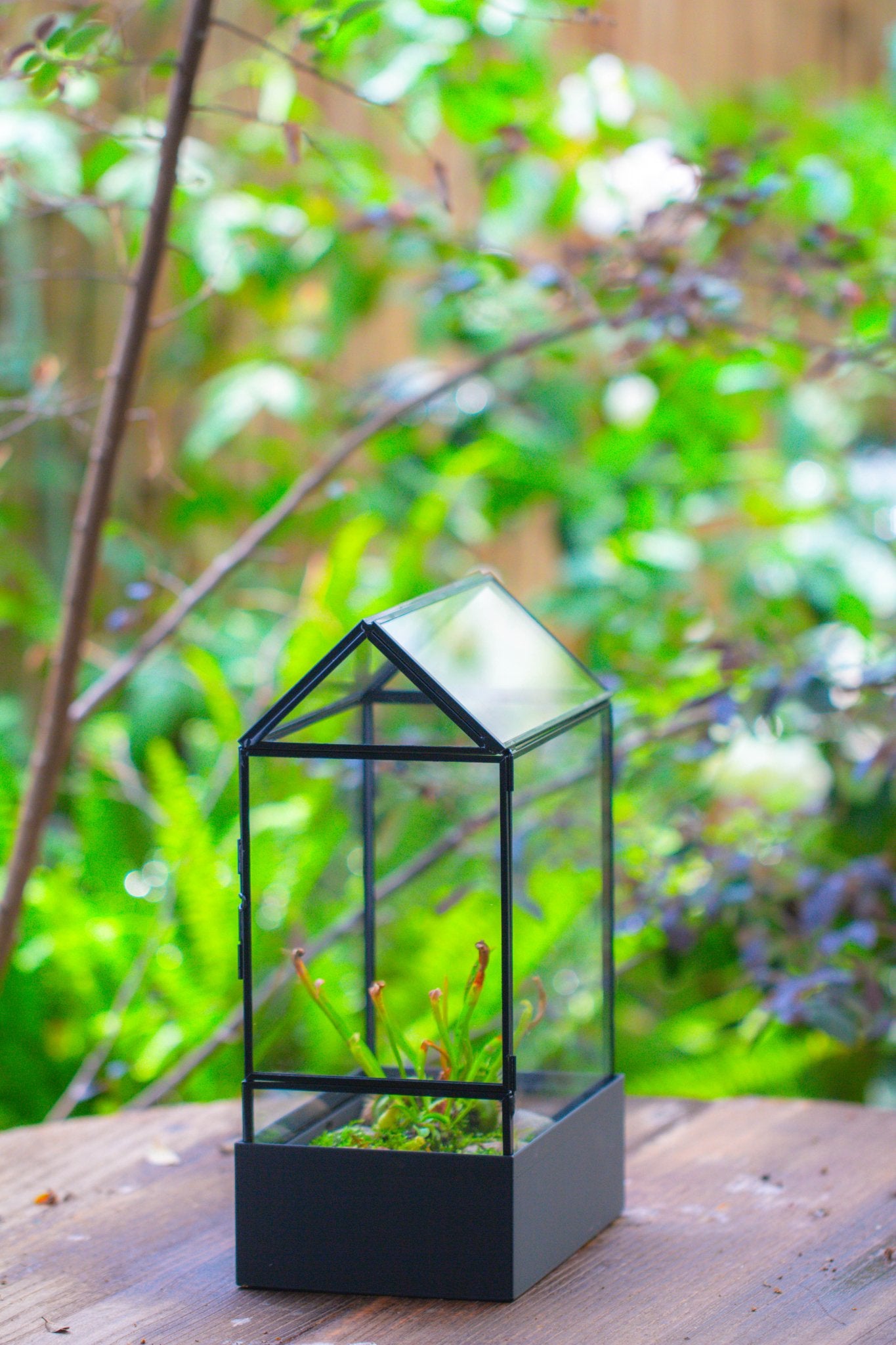 11“ Tall Glass Terrarium with Water - Holding Base and Side Door - NCYPgarden