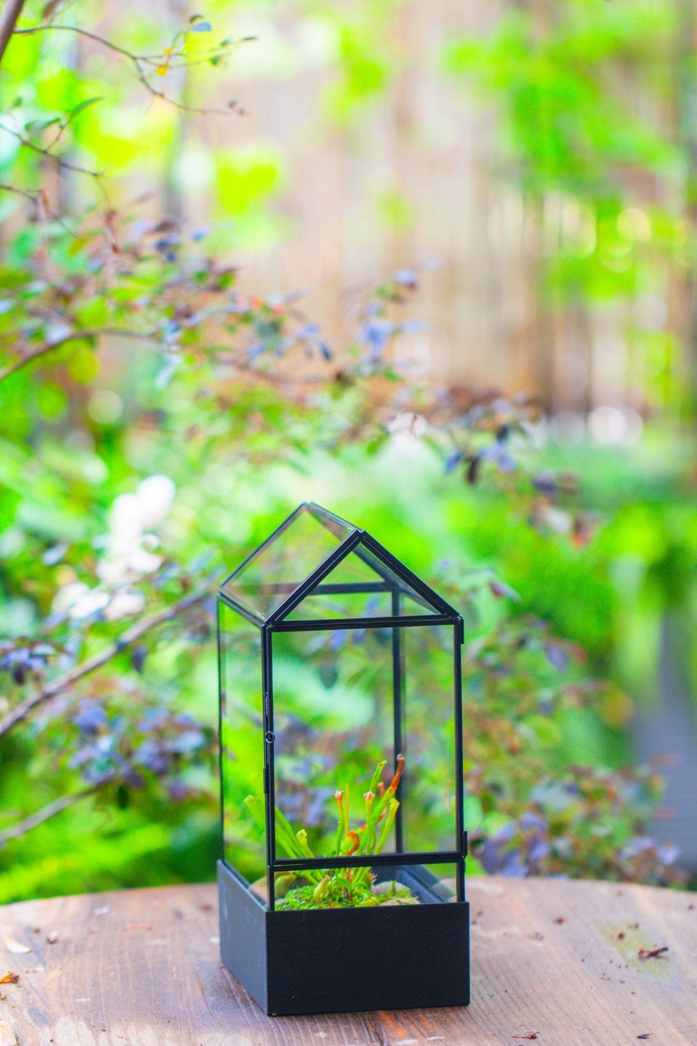 11“ Tall Glass Terrarium with Water - Holding Base and Side Door - NCYPgarden