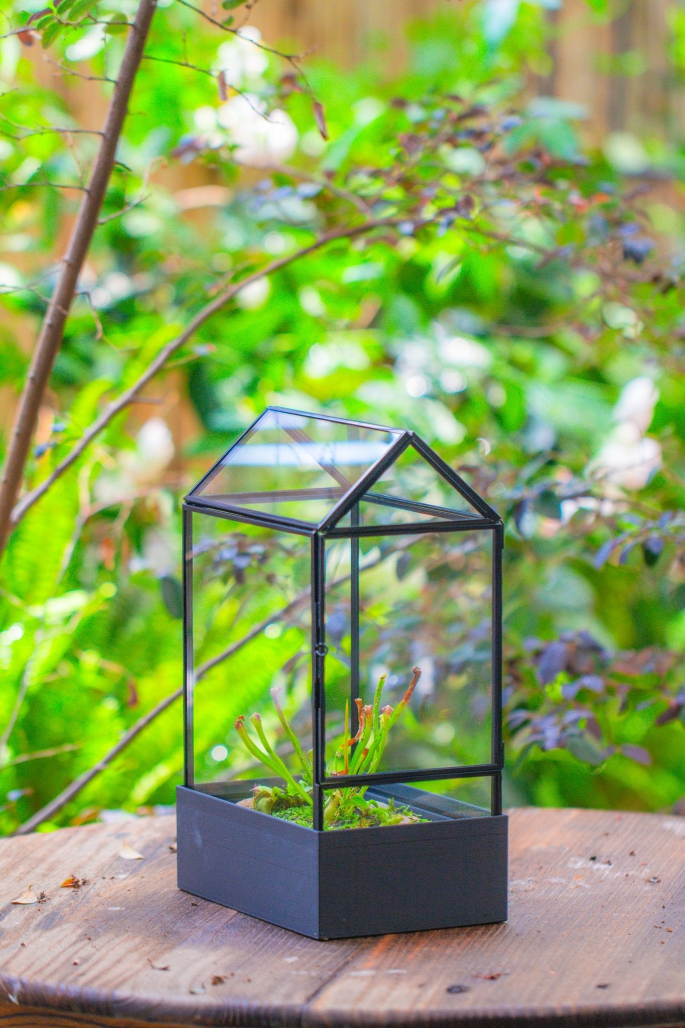 11“ Tall Glass Terrarium with Water - Holding Base and Side Door - NCYPgarden