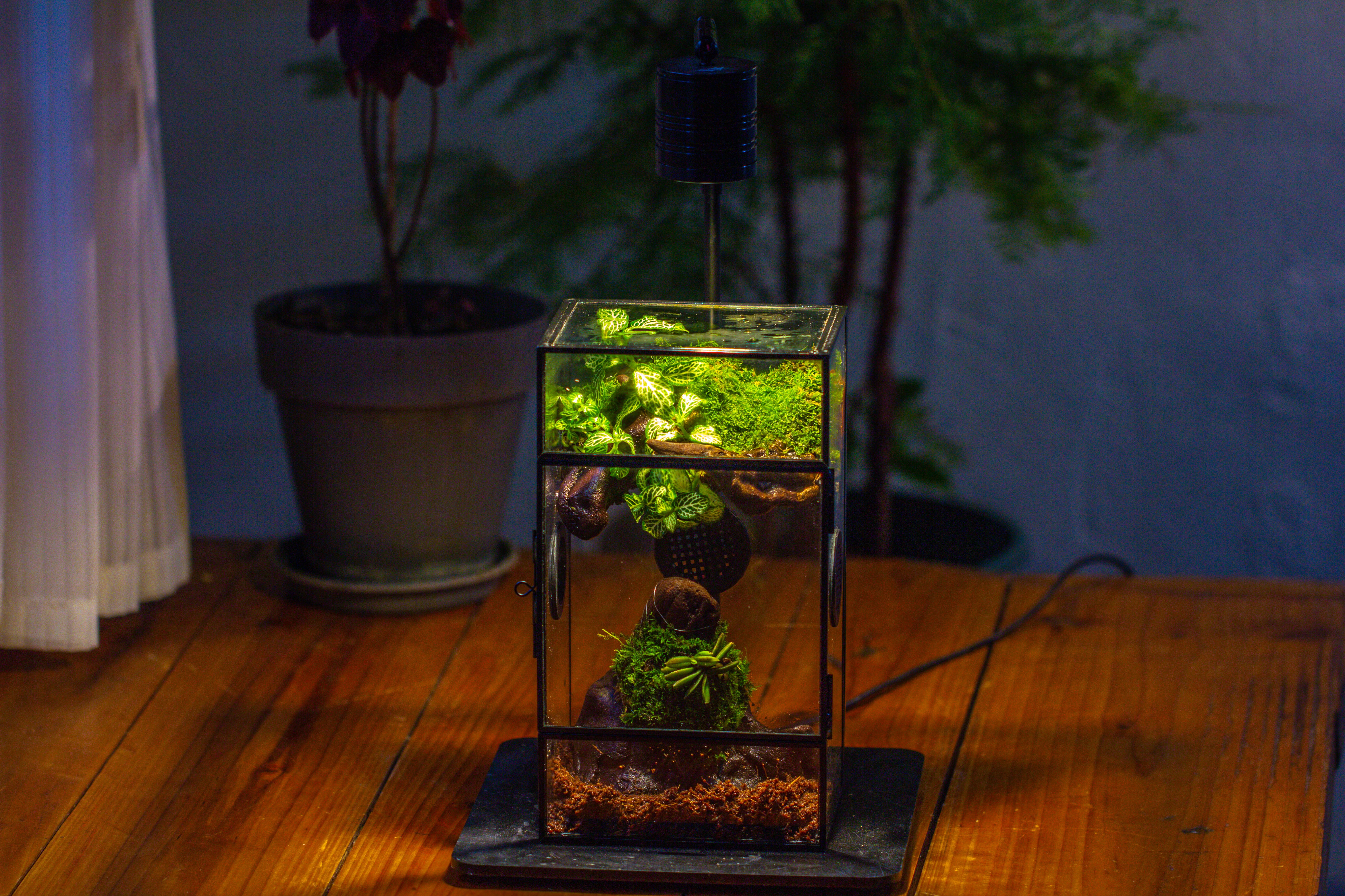 Glass Rectangle Terrarium Enclosure  for Small Insect, Jumping Spider, Snail - NCYPgarden