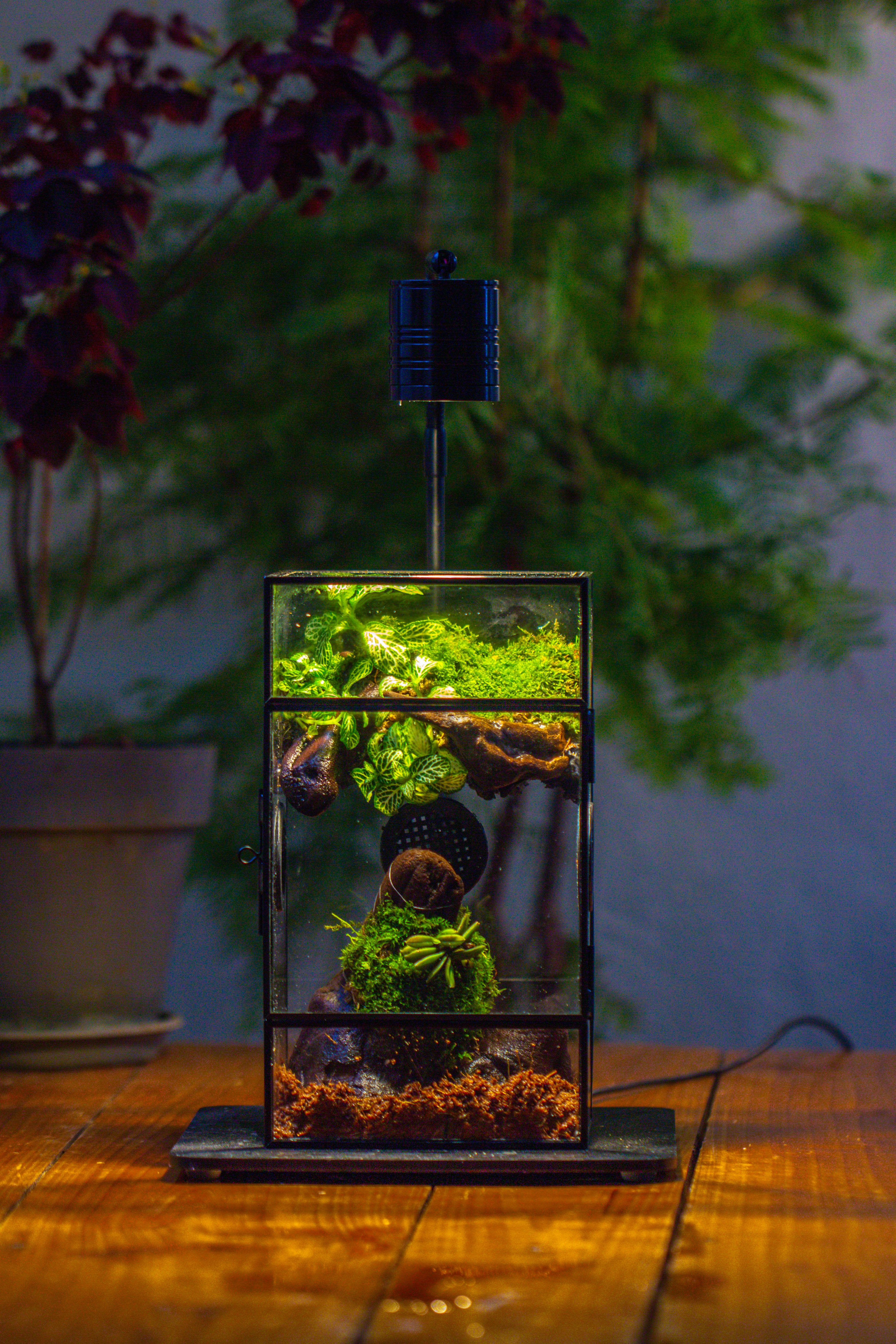 Glass Rectangle Terrarium Enclosure  for Small Insect, Jumping Spider, Snail - NCYPgarden