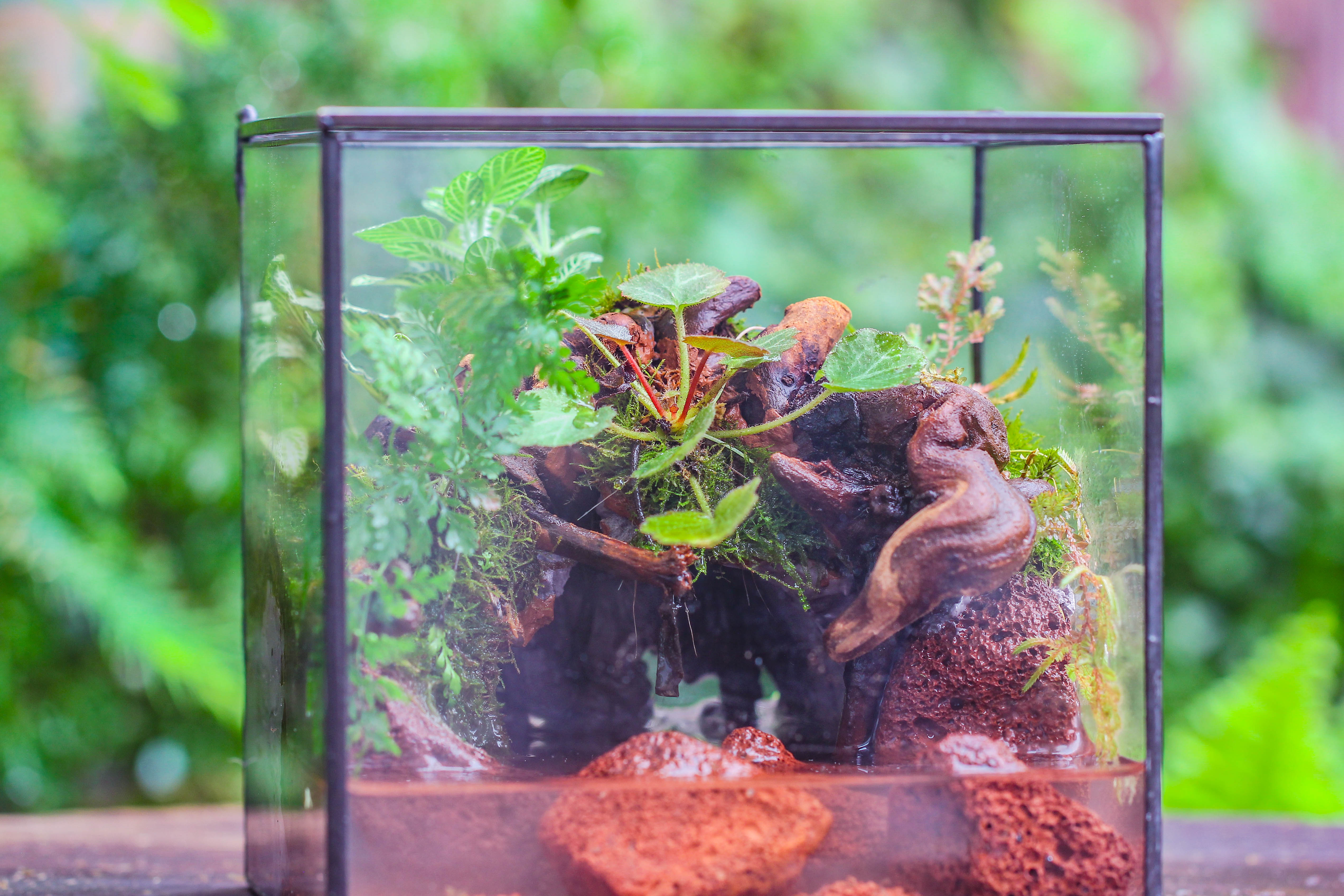 NCYP Watertight Close Cube 7" Geometric Glass Tin Terrarium, for small waterpond, moss landscape, Live Miniature, water pond, landscape - NCYPgarden