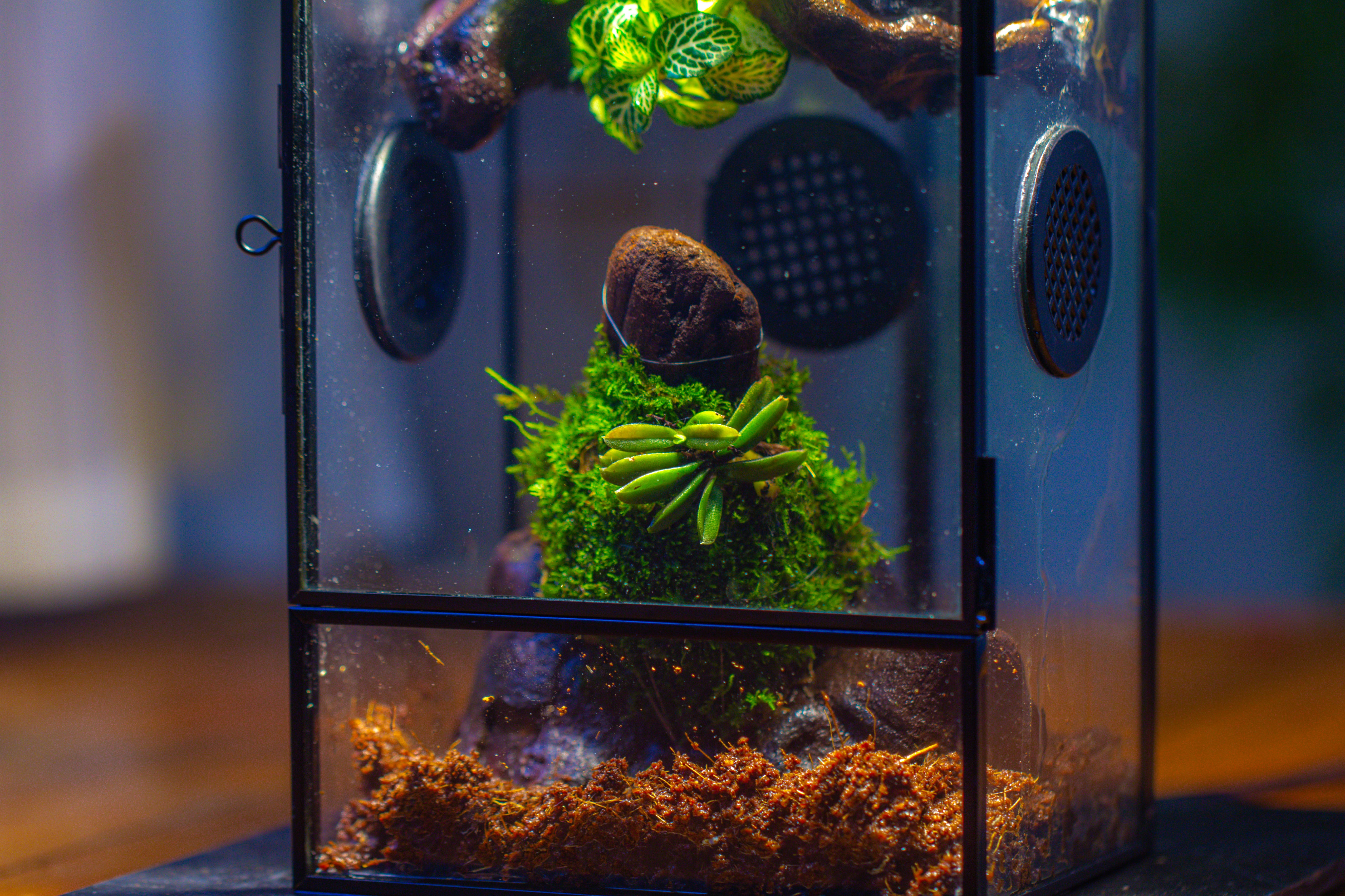 Glass Rectangle Terrarium Enclosure  for Small Insect, Jumping Spider, Snail - NCYPgarden