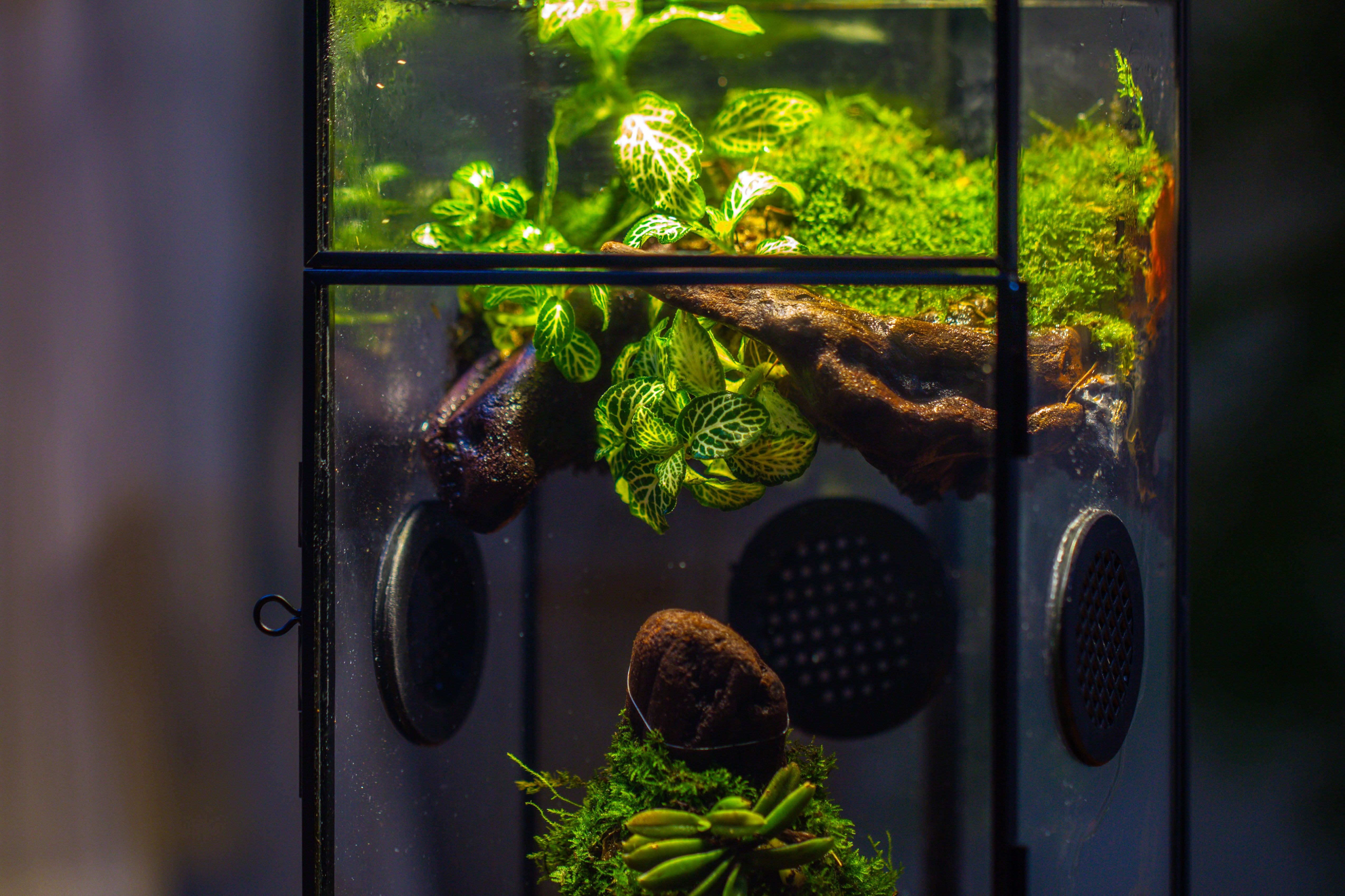 Glass Rectangle Terrarium Enclosure  for Small Insect, Jumping Spider, Snail - NCYPgarden