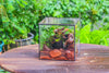 NCYP Watertight Close Cube 7" Geometric Glass Tin Terrarium, for small waterpond, moss landscape, Live Miniature, water pond, landscape - NCYPgarden