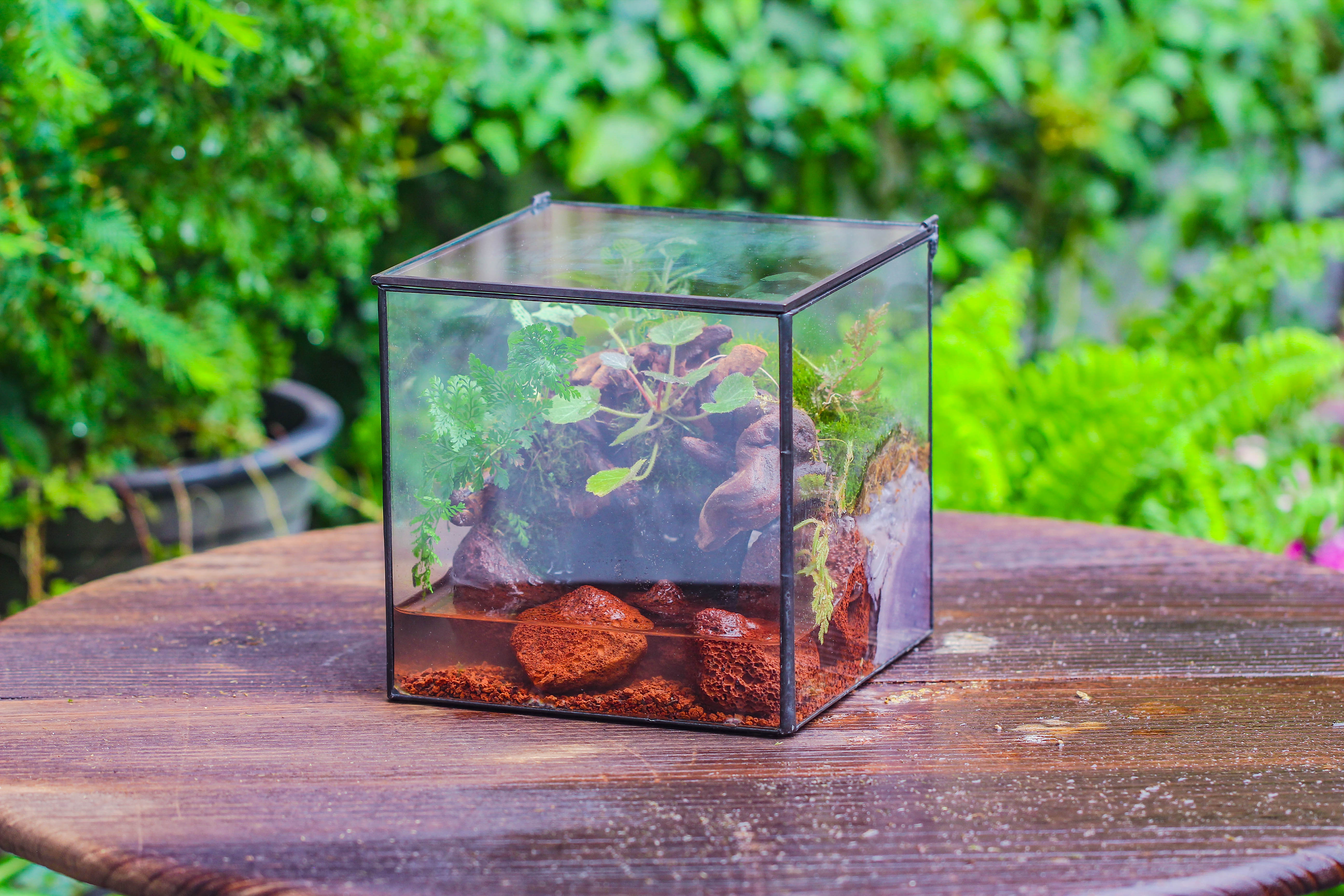 NCYP Watertight Close Cube 7" Geometric Glass Tin Terrarium, for small waterpond, moss landscape, Live Miniature, water pond, landscape - NCYPgarden