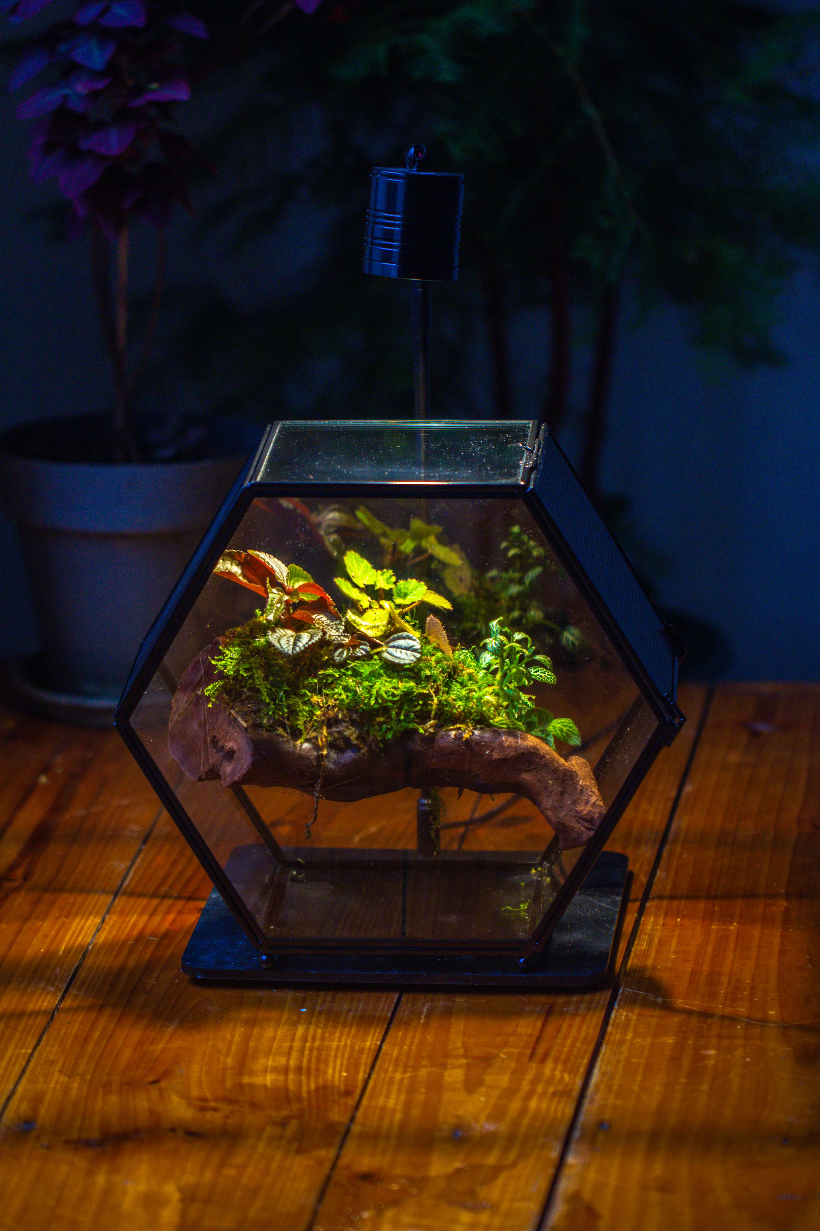 Handmade Hexagon Glass Geometric Terrarium Enclosure with Mesh Vents for Small Insects - NCYPgarden