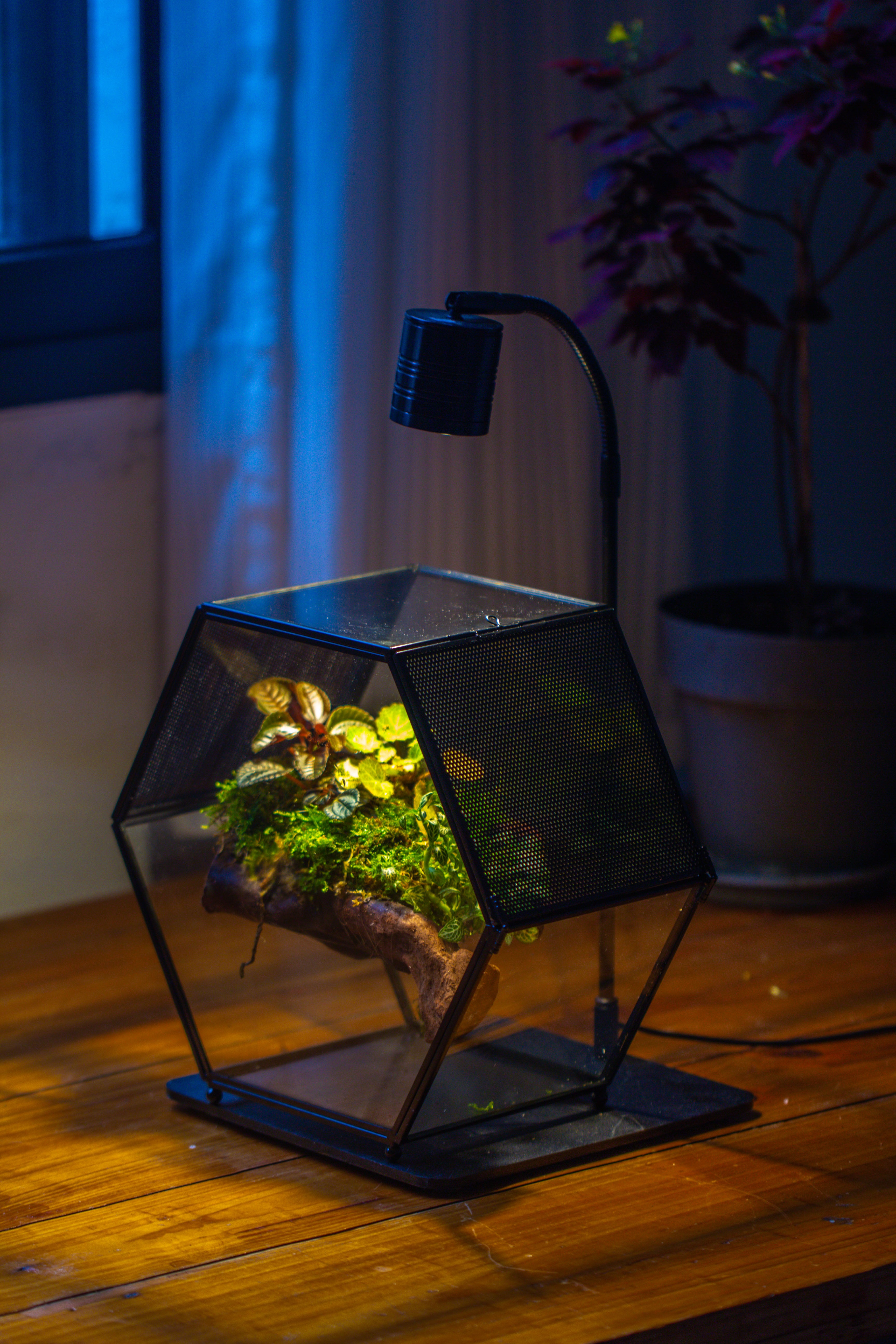 Handmade Hexagon Glass Geometric Terrarium Enclosure with Mesh Vents for Small Insects - NCYPgarden