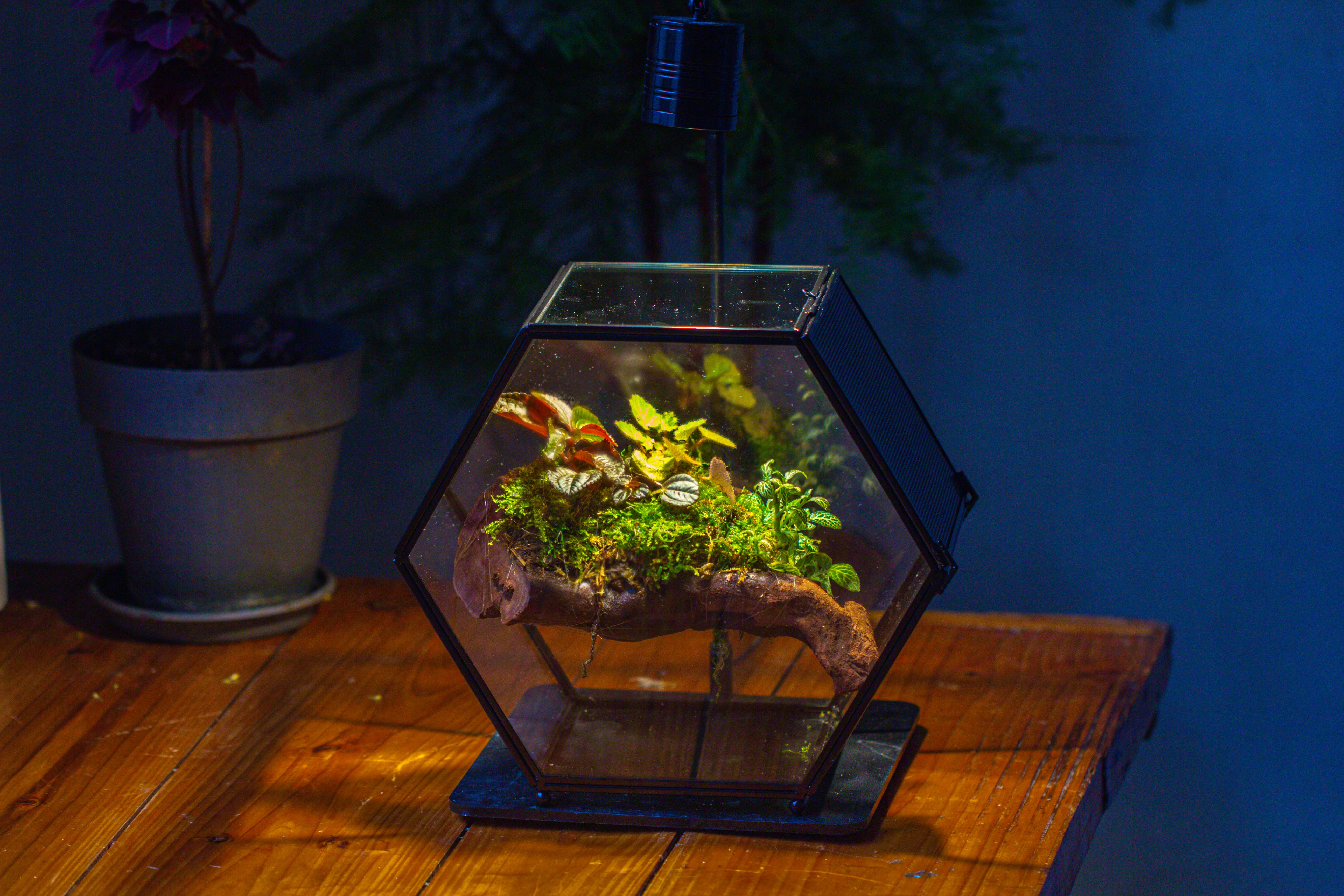 Handmade Hexagon Glass Geometric Terrarium Enclosure with Mesh Vents for Small Insects - NCYPgarden