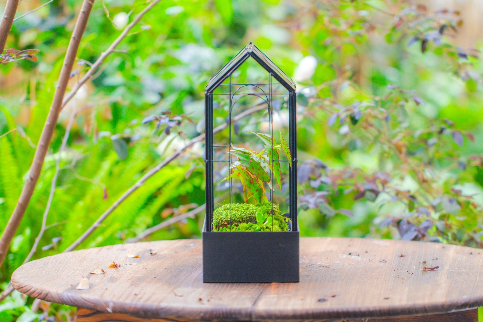 11" Tall Vintage Greenhouse Glass Terrarium with Water - Holding Base and Top Door - NCYPgarden