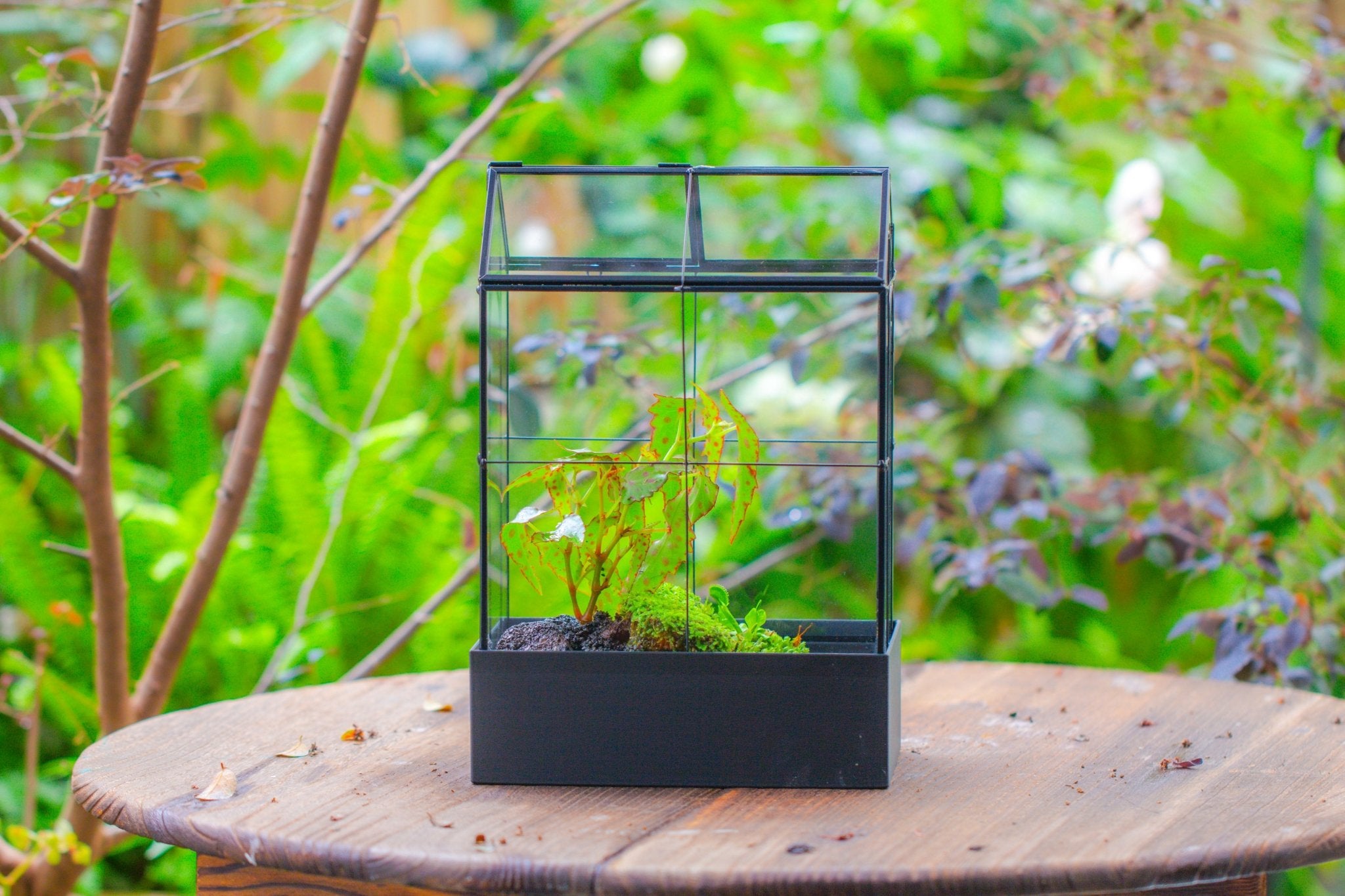 11" Tall Vintage Greenhouse Glass Terrarium with Water - Holding Base and Top Door - NCYPgarden