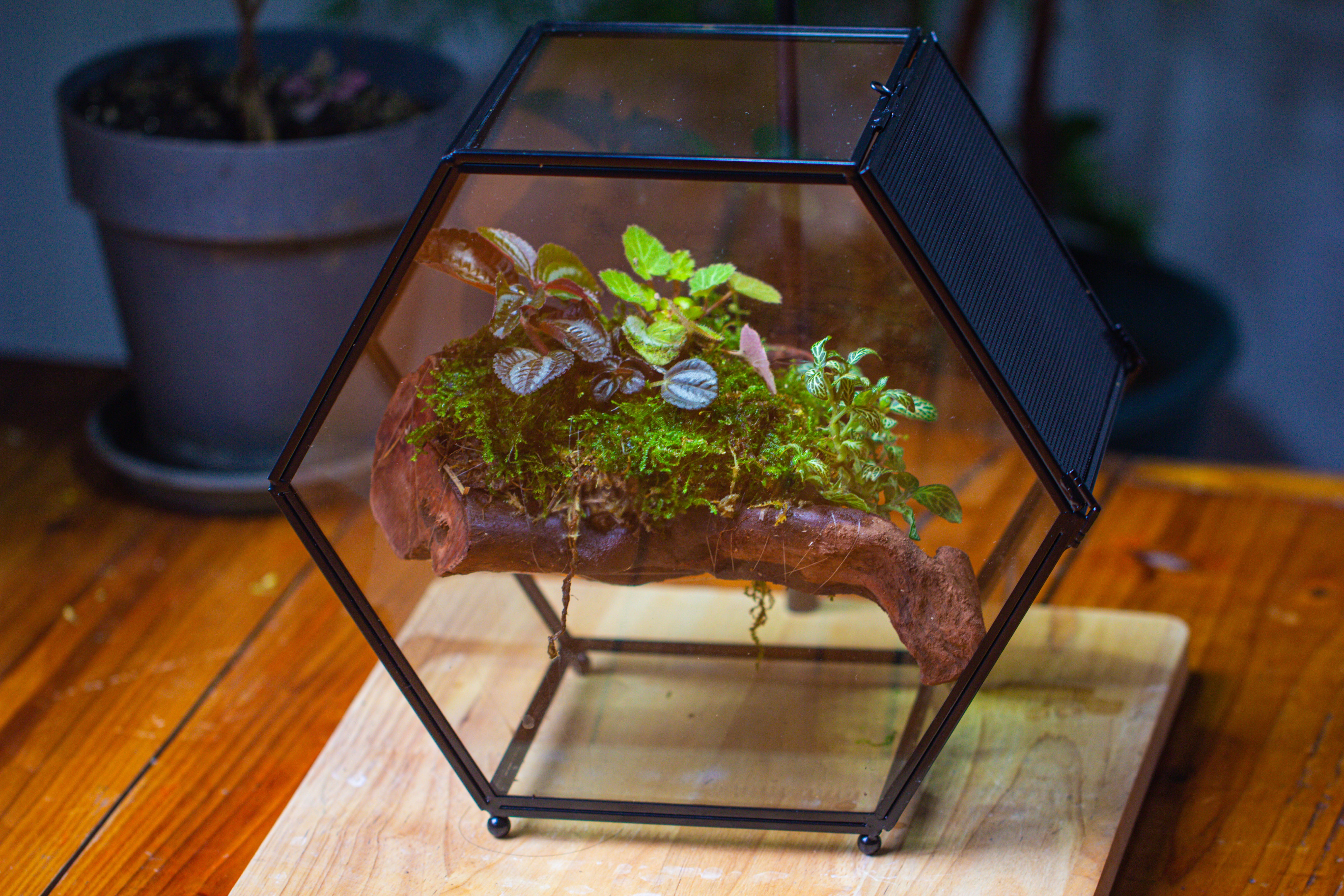 Handmade Hexagon Glass Geometric Terrarium Enclosure with Mesh Vents for Small Insects - NCYPgarden