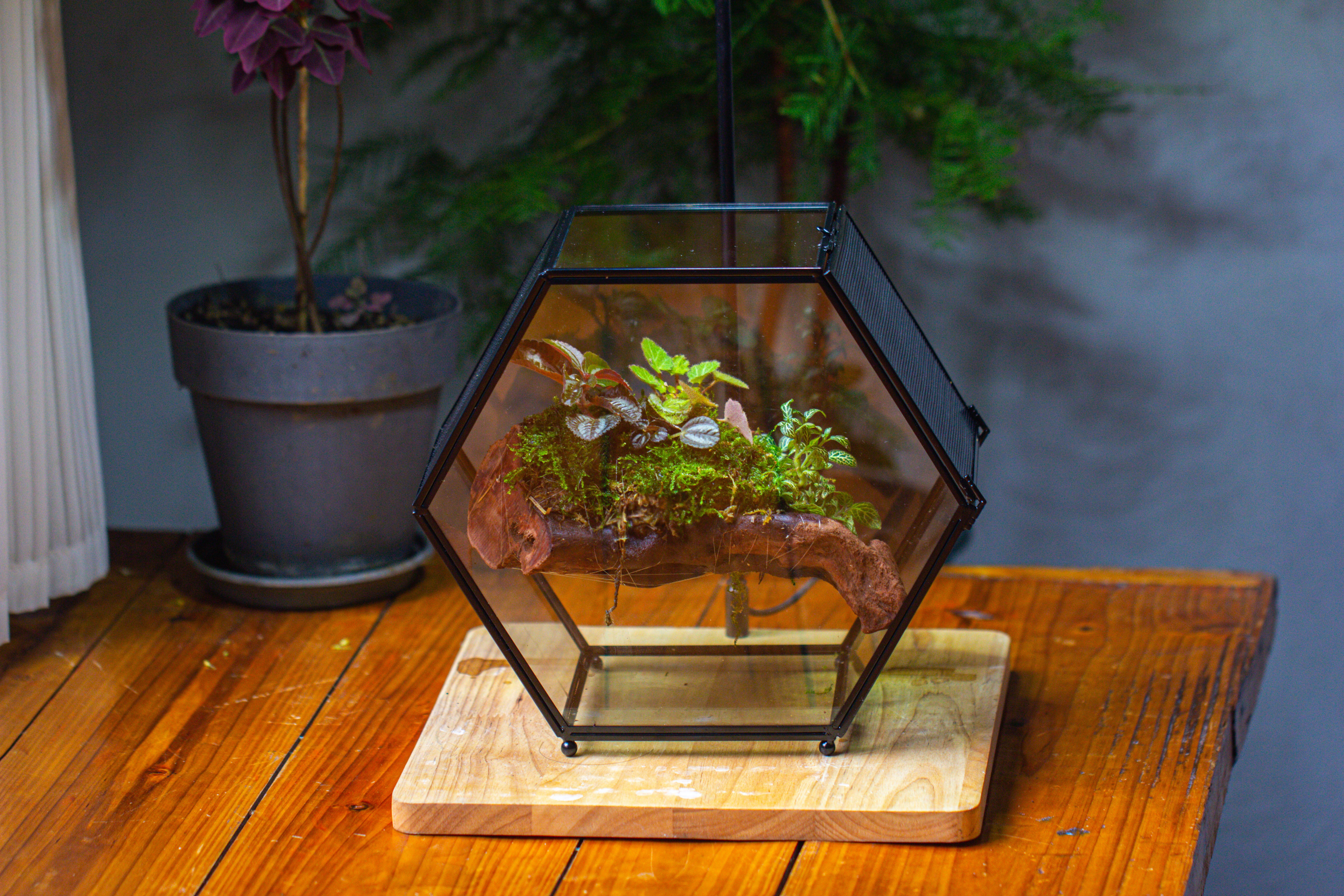 Handmade Hexagon Glass Geometric Terrarium Enclosure with Mesh Vents for Small Insects - NCYPgarden