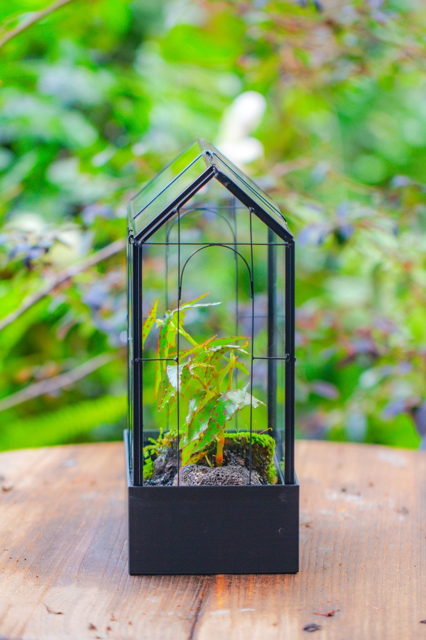 11" Tall Vintage Greenhouse Glass Terrarium with Water - Holding Base and Top Door - NCYPgarden