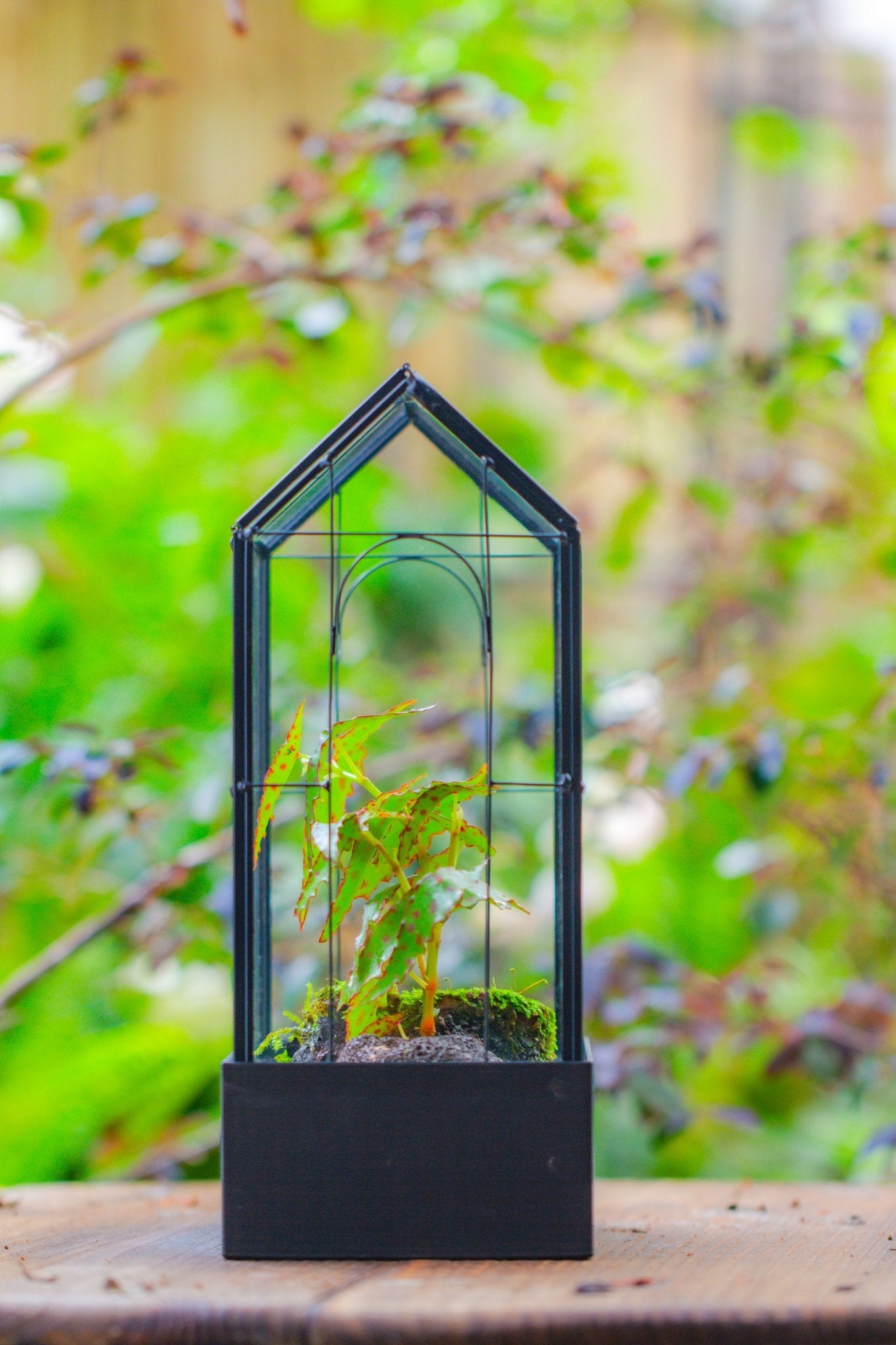 11" Tall Vintage Greenhouse Glass Terrarium with Water - Holding Base and Top Door - NCYPgarden