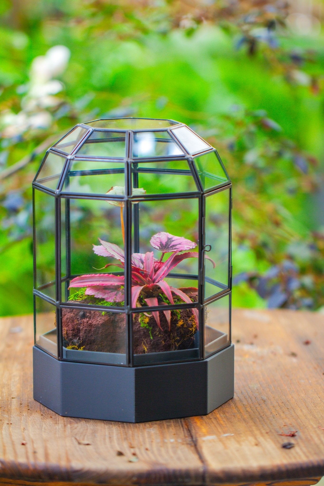 10" Tall Dome Glass Terrarium with Water - Holding Base and Door - NCYPgarden