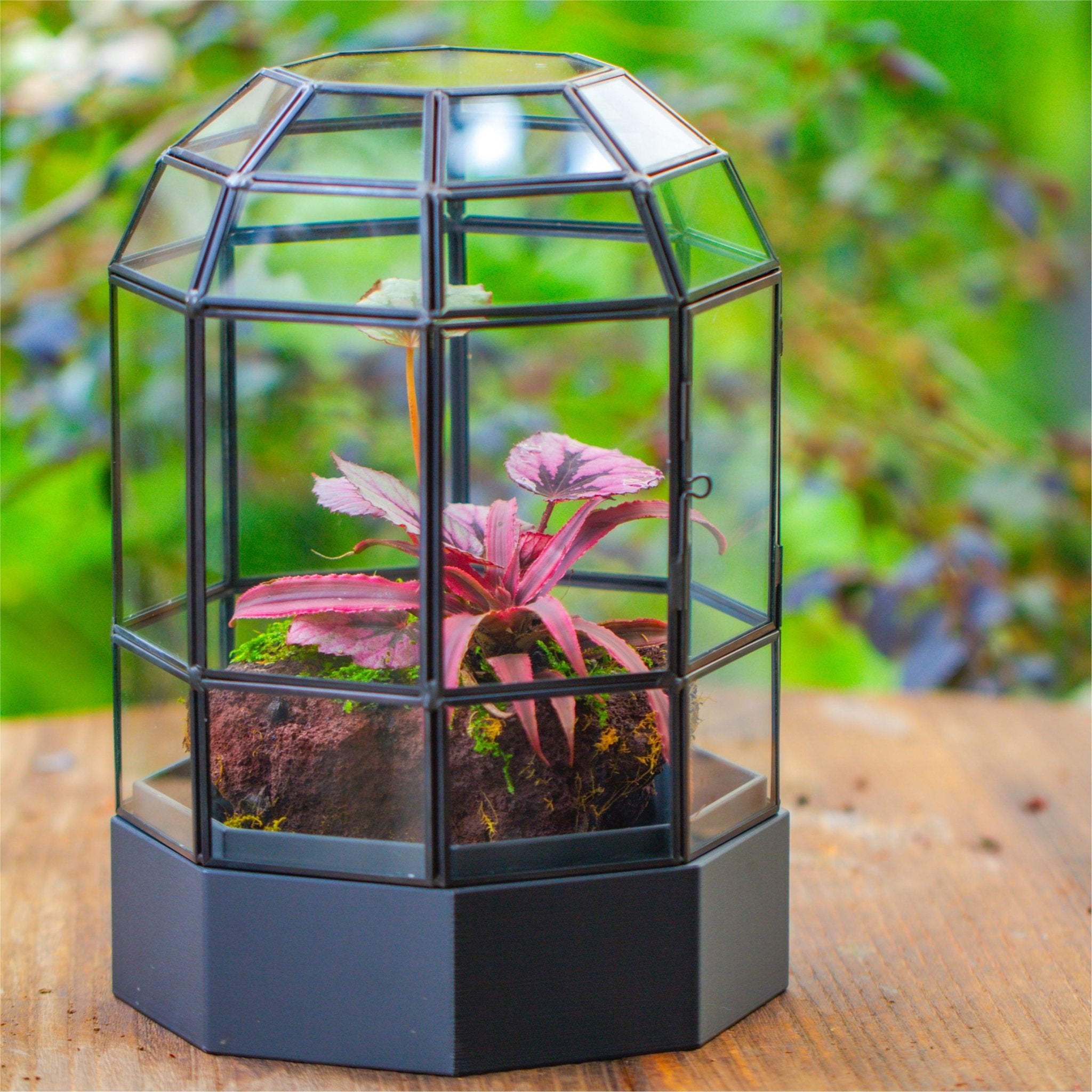 10" Tall Dome Glass Terrarium with Water - Holding Base and Door - NCYPgarden