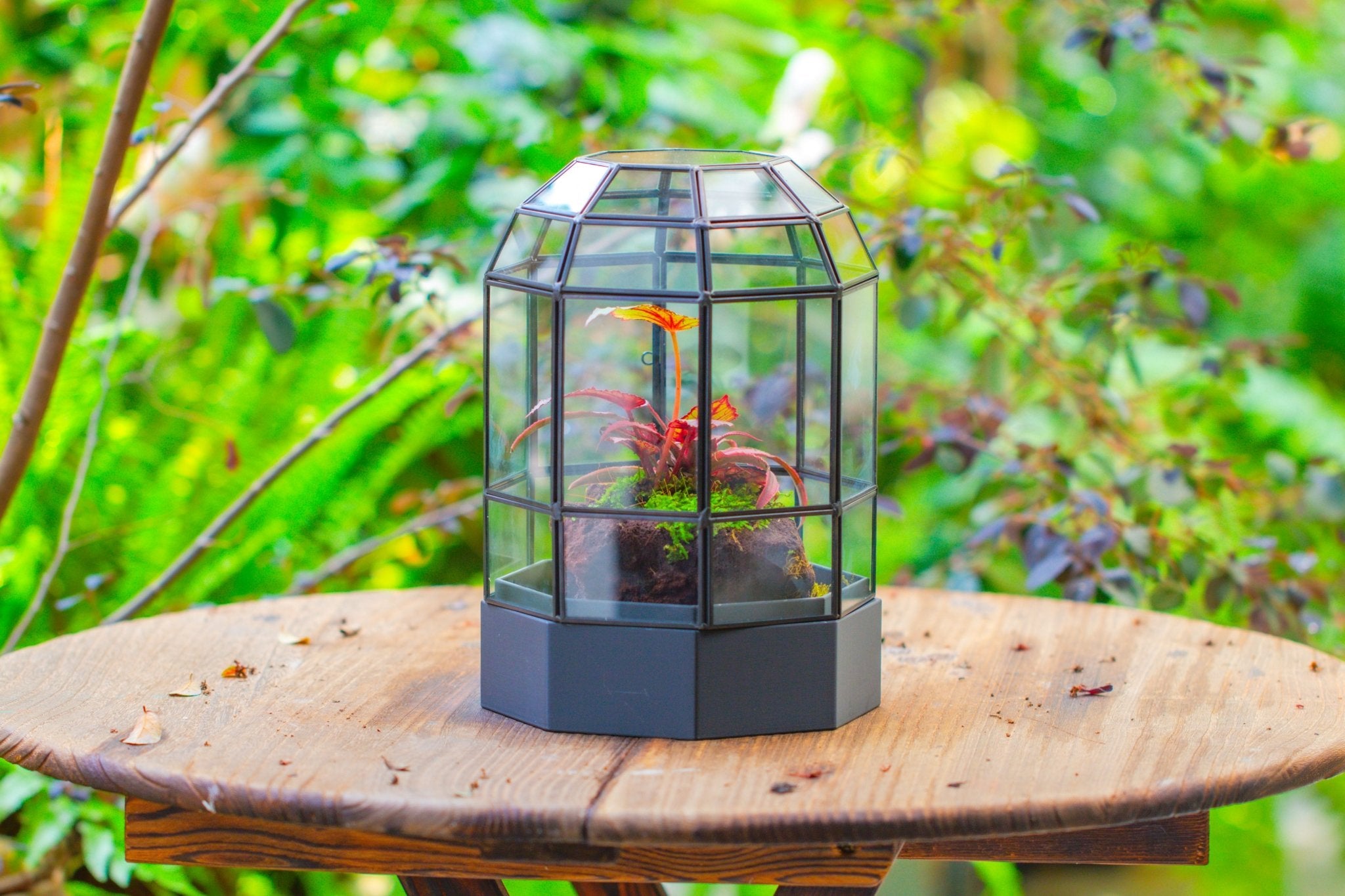 10" Tall Dome Glass Terrarium with Water - Holding Base and Door - NCYPgarden