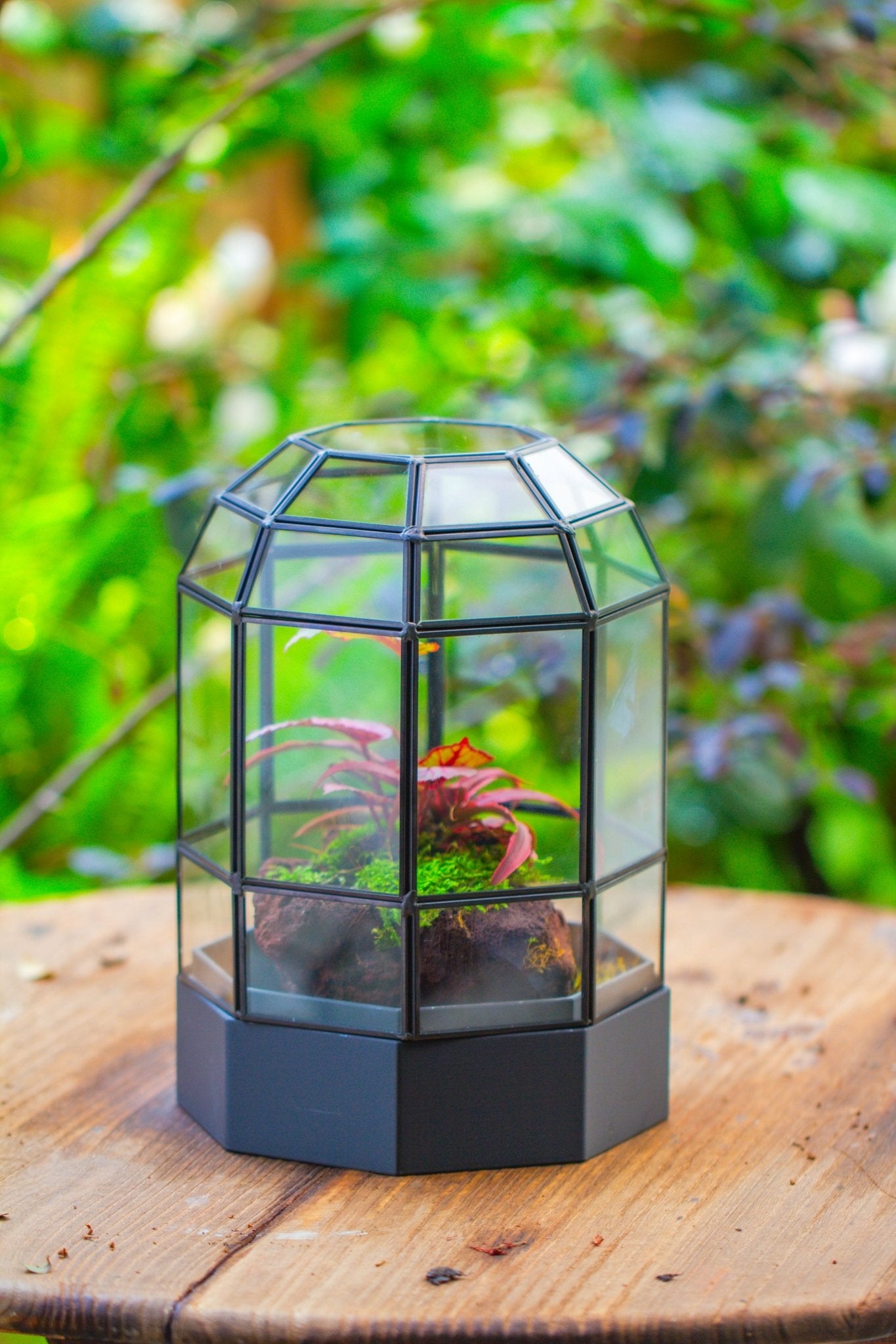 10" Tall Dome Glass Terrarium with Water - Holding Base and Door - NCYPgarden