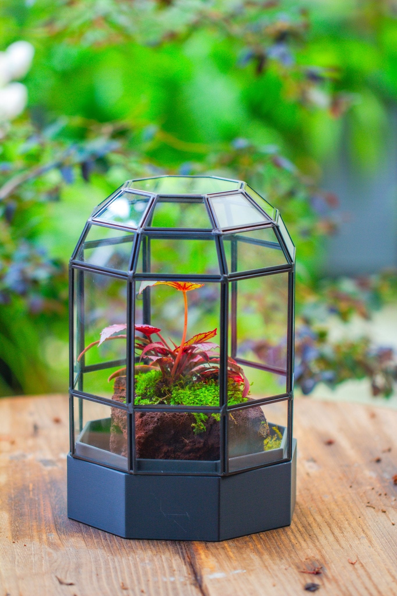 10" Tall Dome Glass Terrarium with Water - Holding Base and Door - NCYPgarden
