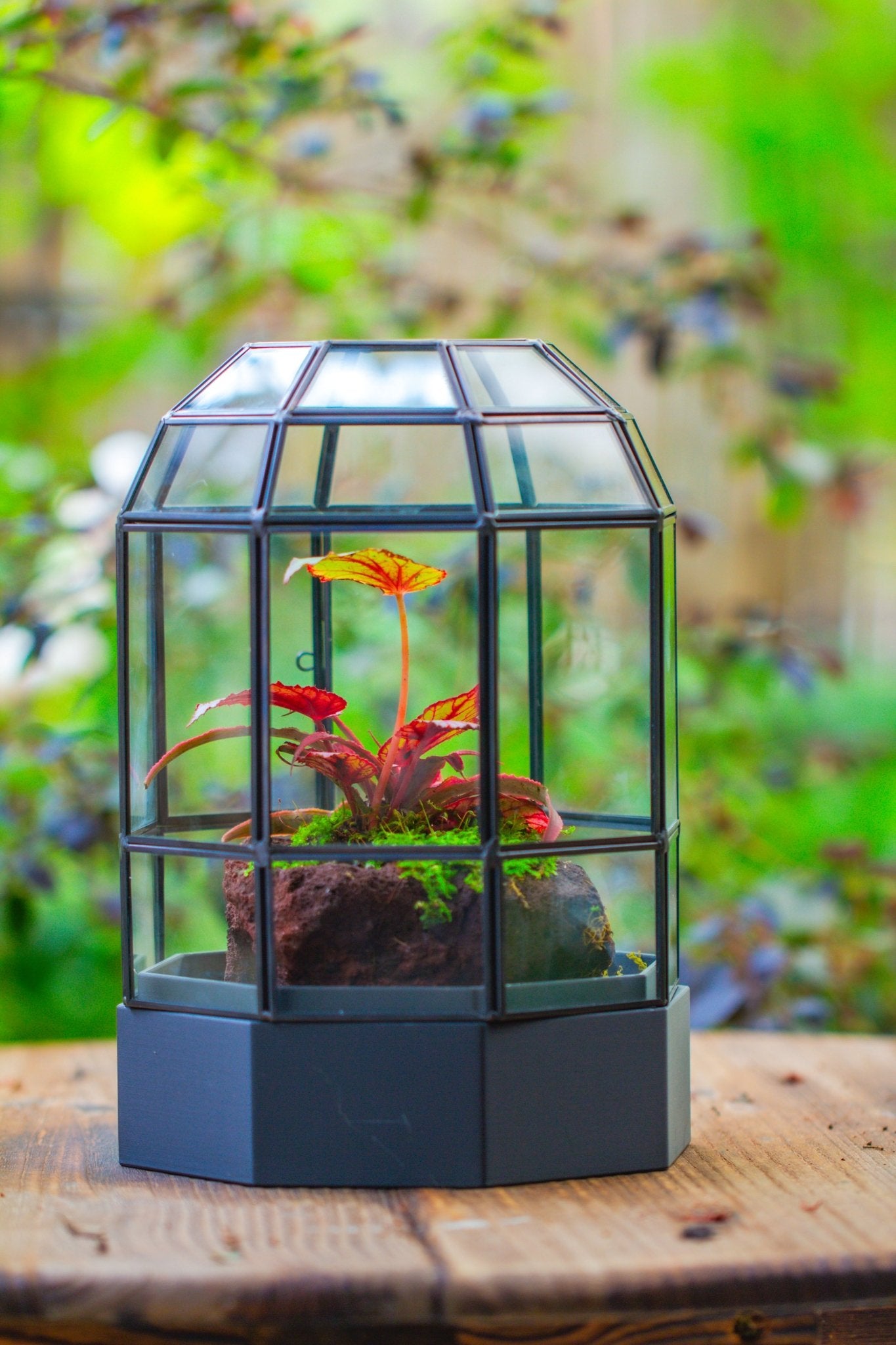 10" Tall Dome Glass Terrarium with Water - Holding Base and Door - NCYPgarden