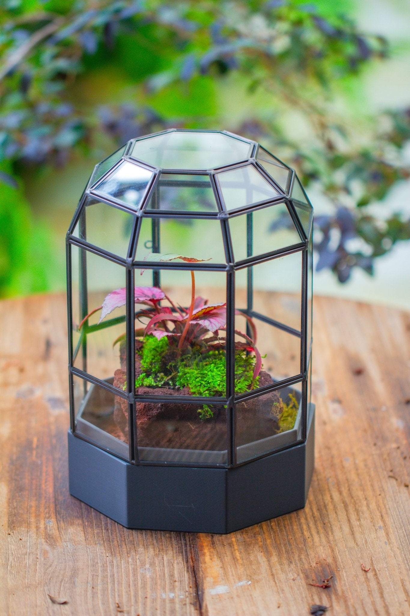 10" Tall Dome Glass Terrarium with Water - Holding Base and Door - NCYPgarden