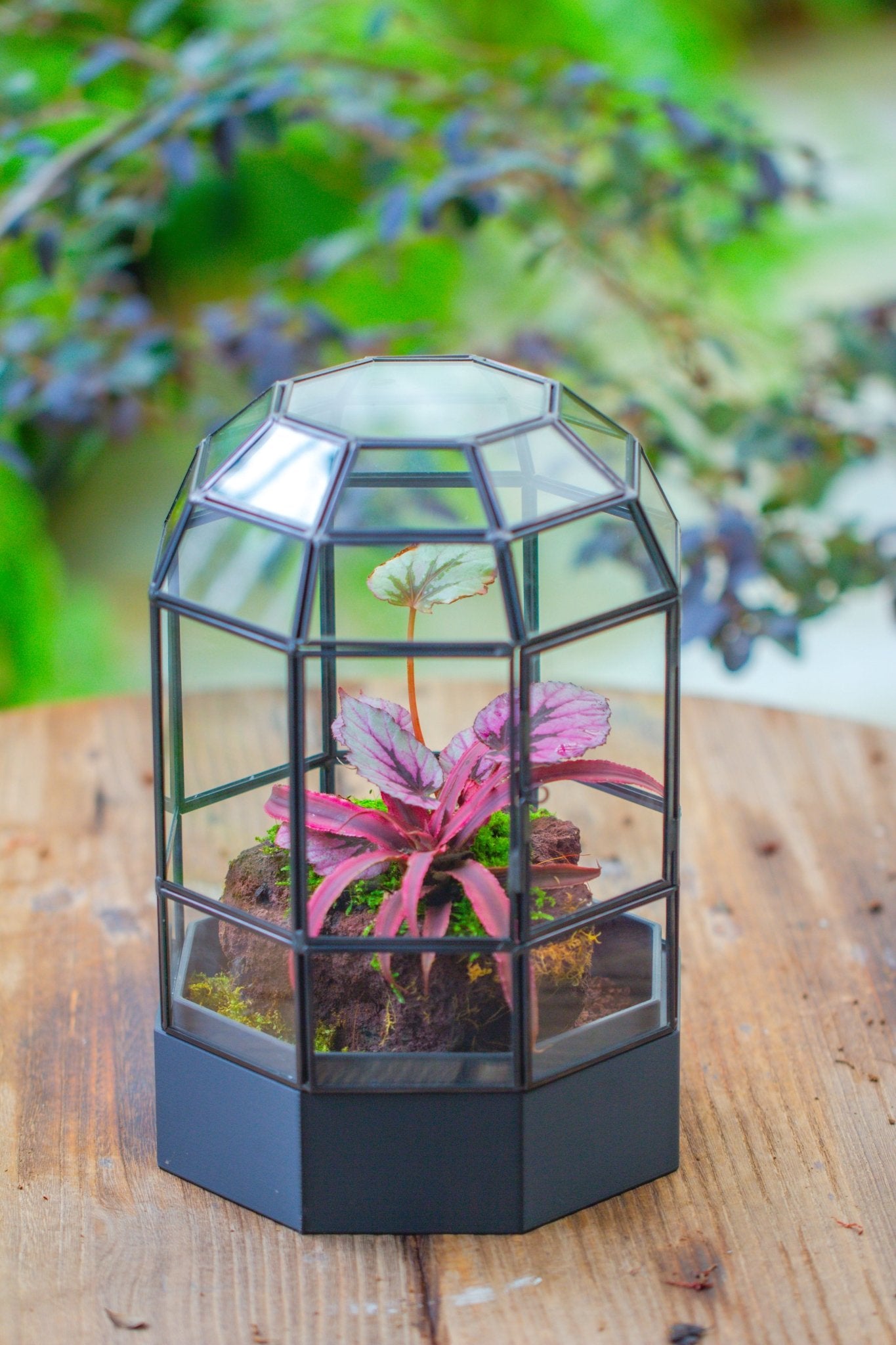 10" Tall Dome Glass Terrarium with Water - Holding Base and Door - NCYPgarden