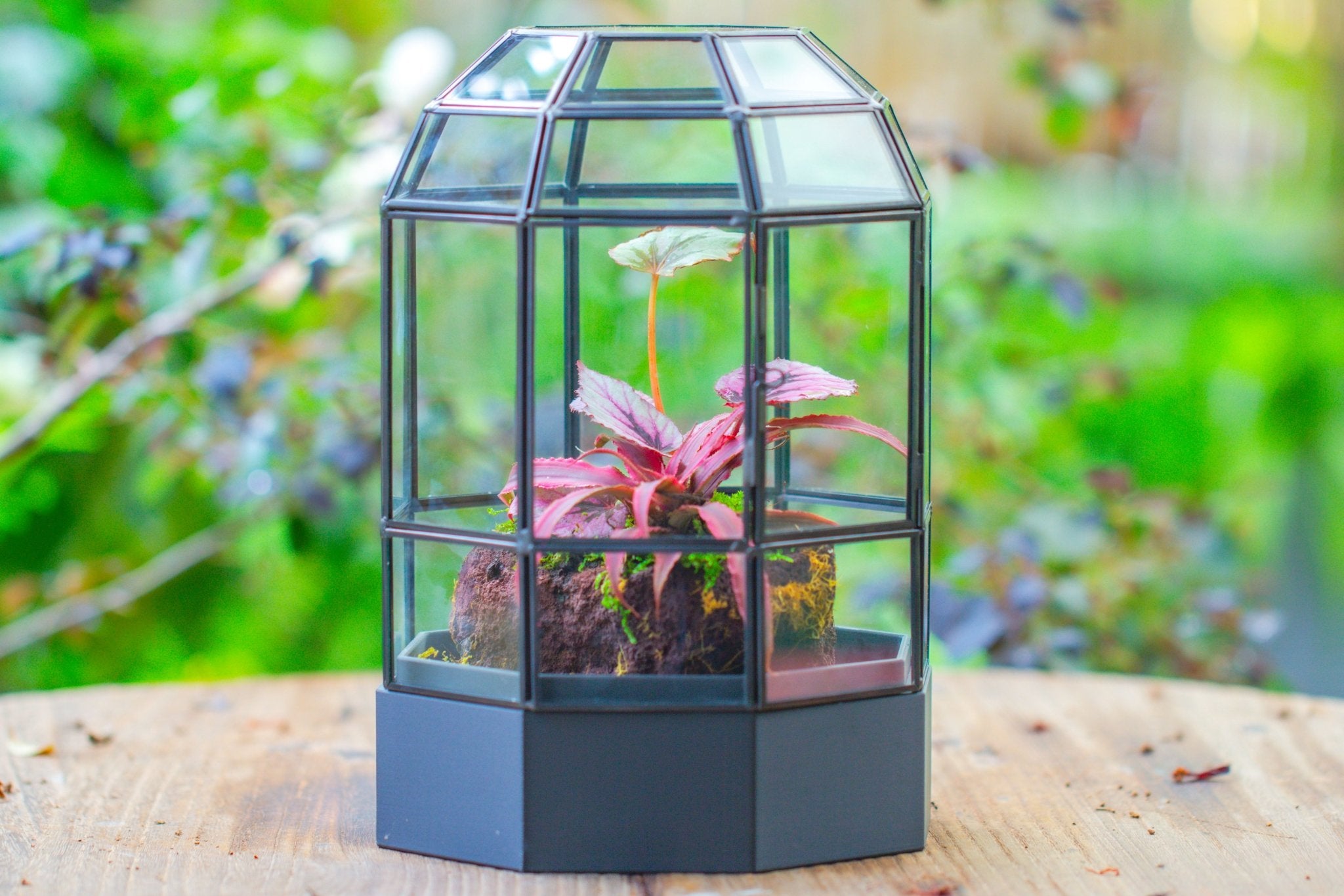 10" Tall Dome Glass Terrarium with Water - Holding Base and Door - NCYPgarden