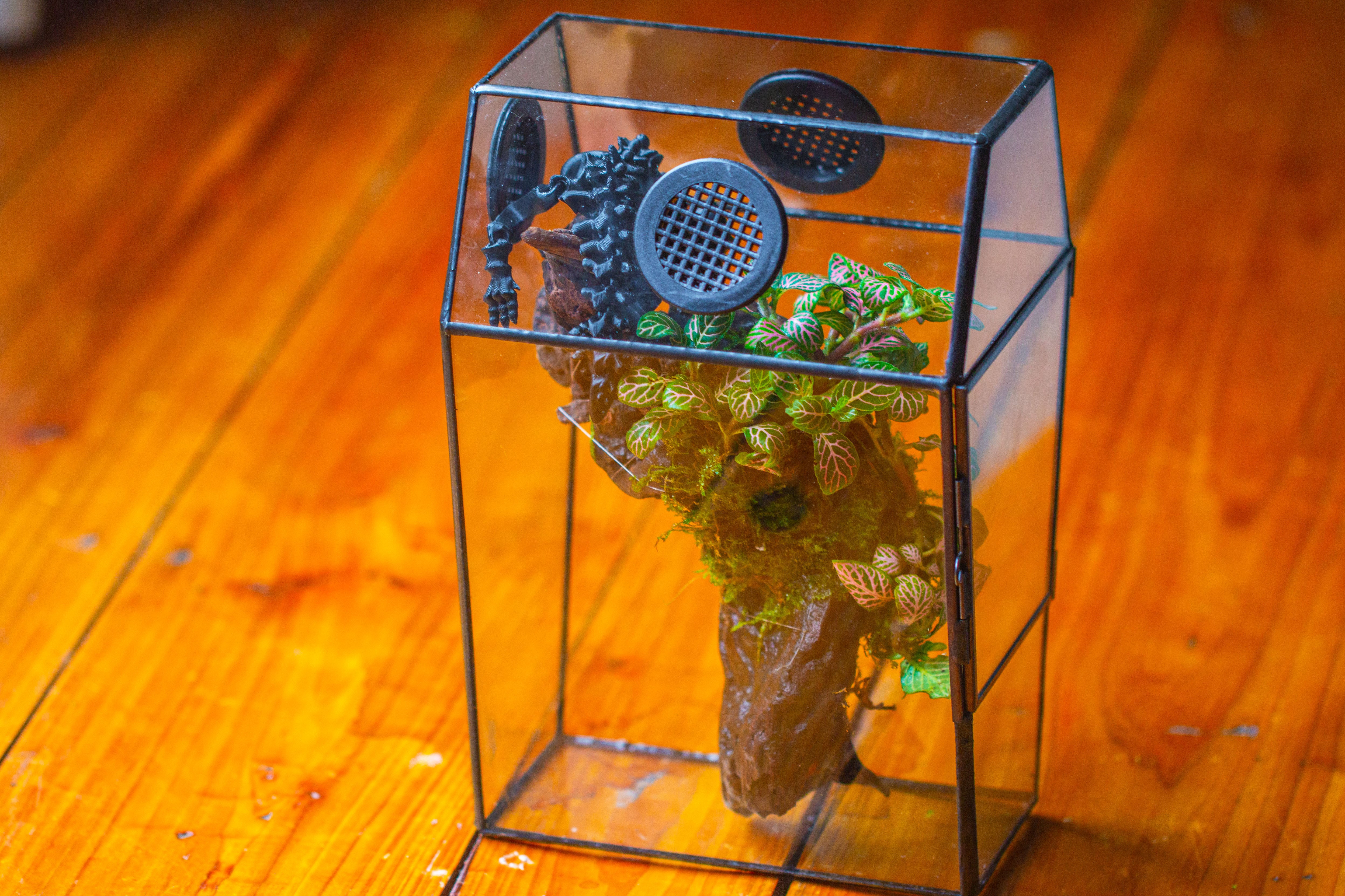 Coffin-Shaped Tin Glass Terrarium Enclosure, Gothic Style, for Jumping Spider, Insects, Snails - NCYPgarden