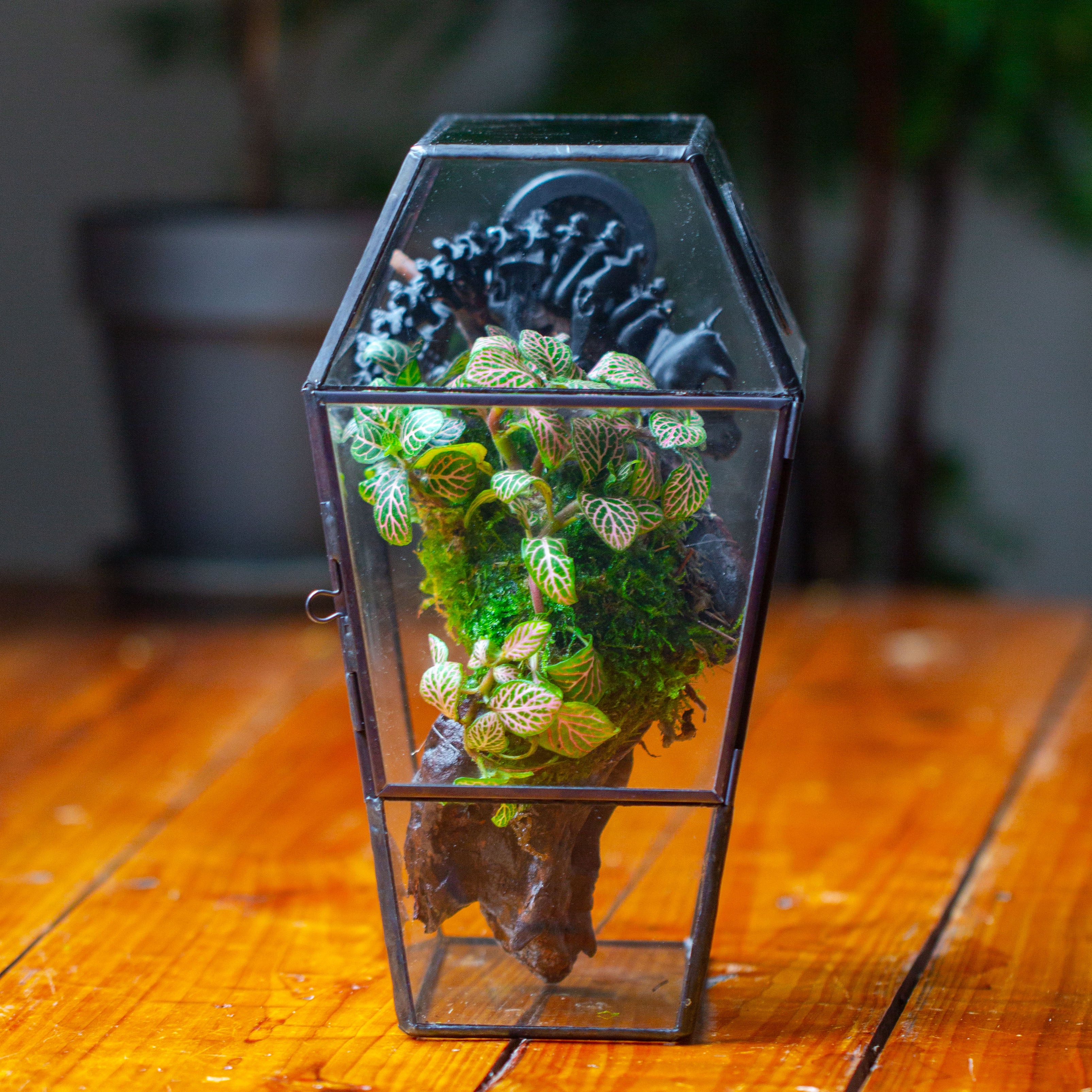 Coffin-Shaped Tin Glass Terrarium Enclosure, Gothic Style, for Jumping Spider, Insects, Snails - NCYPgarden