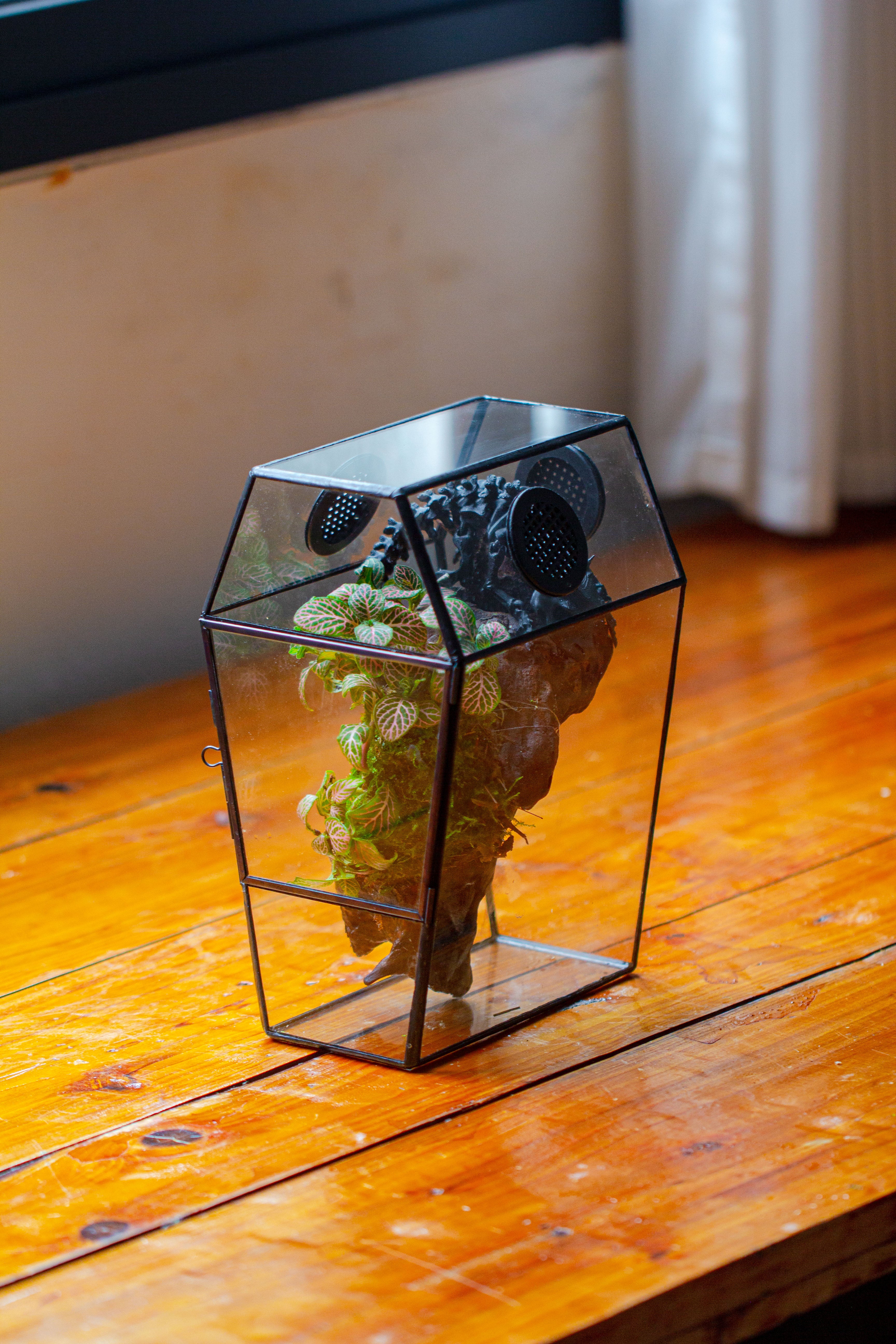 Coffin-Shaped Tin Glass Terrarium Enclosure, Gothic Style, for Jumping Spider, Insects, Snails - NCYPgarden