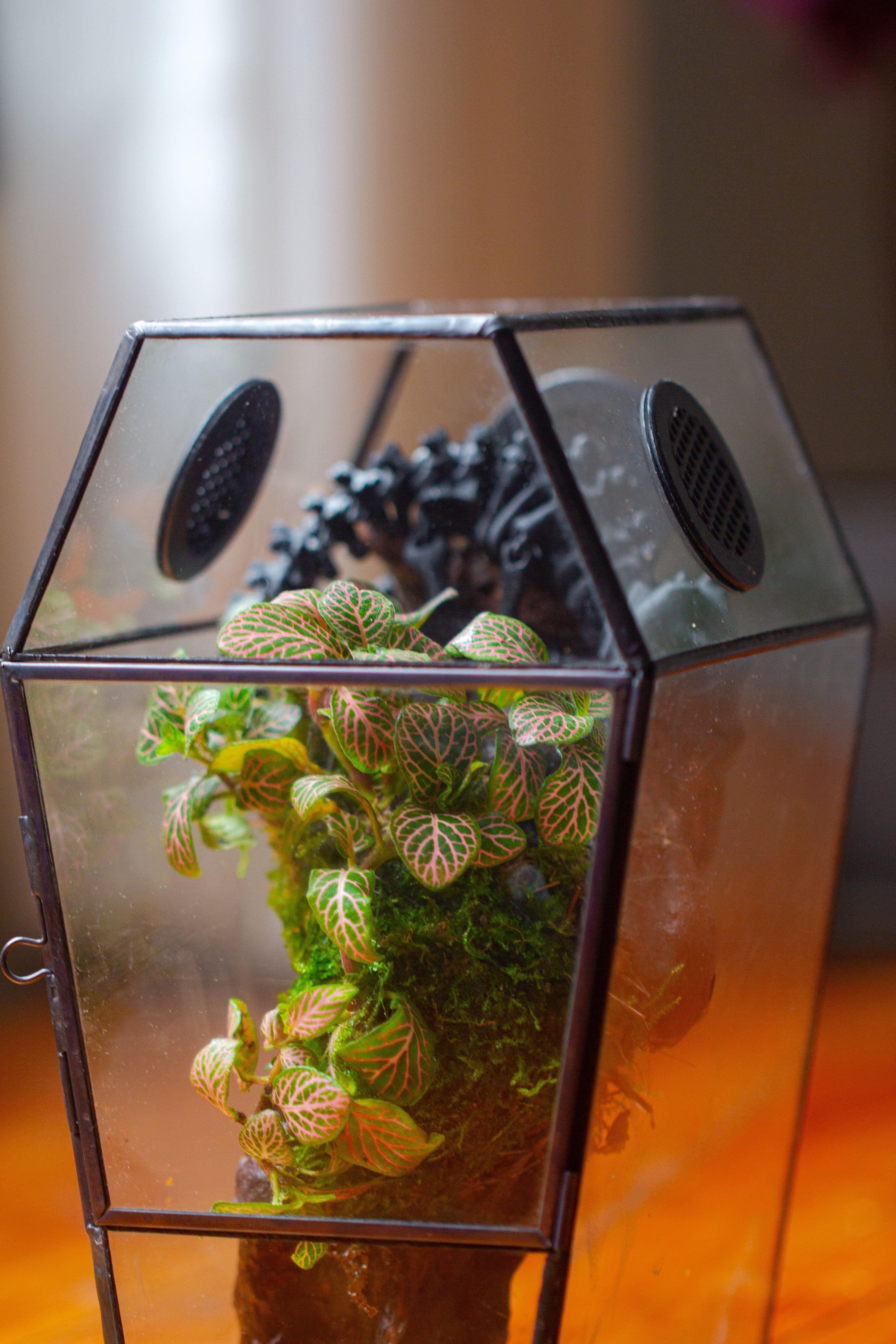 Coffin-Shaped Tin Glass Terrarium Enclosure, Gothic Style, for Jumping Spider, Insects, Snails - NCYPgarden