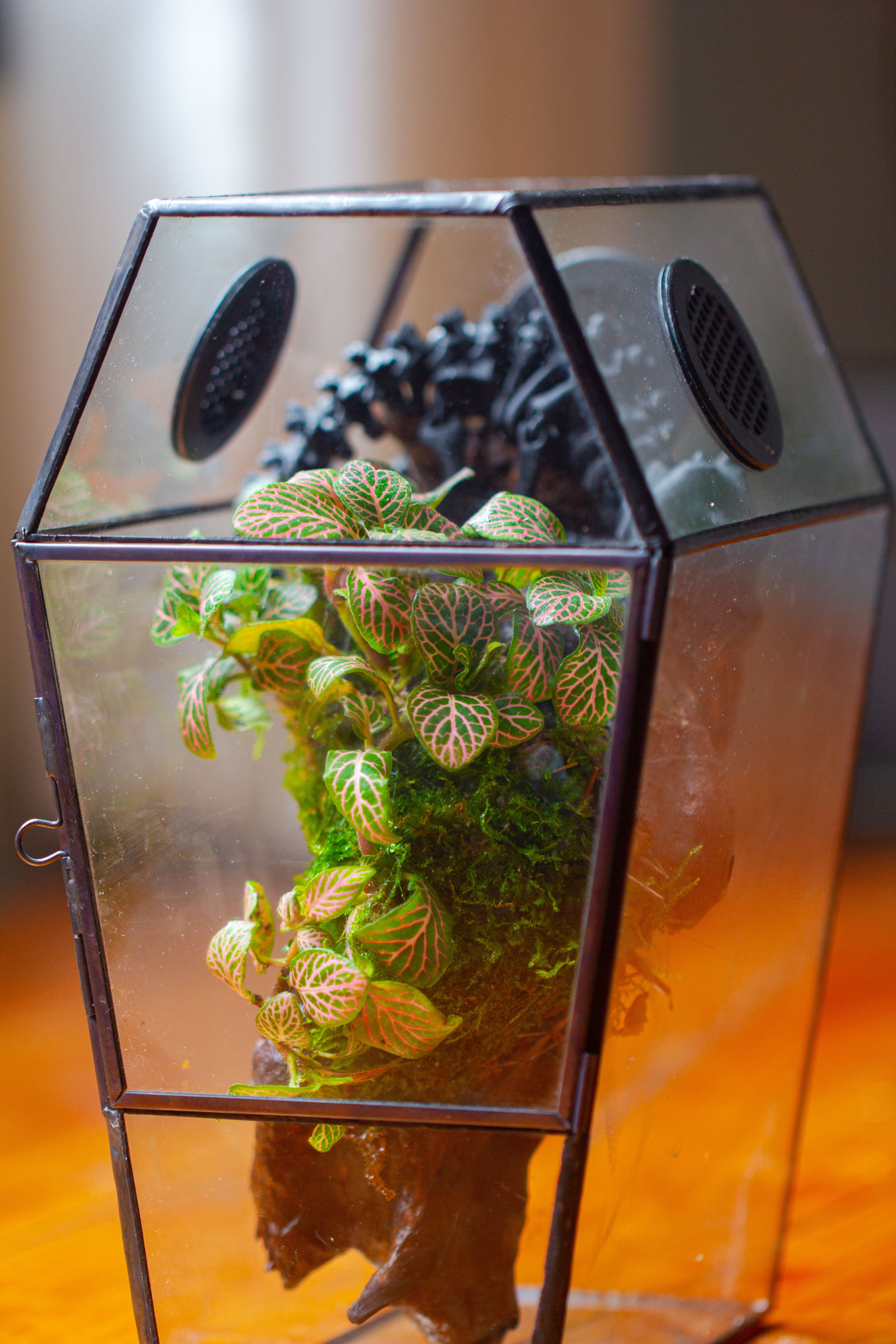 Coffin-Shaped Tin Glass Terrarium Enclosure, Gothic Style, for Jumping Spider, Insects, Snails - NCYPgarden