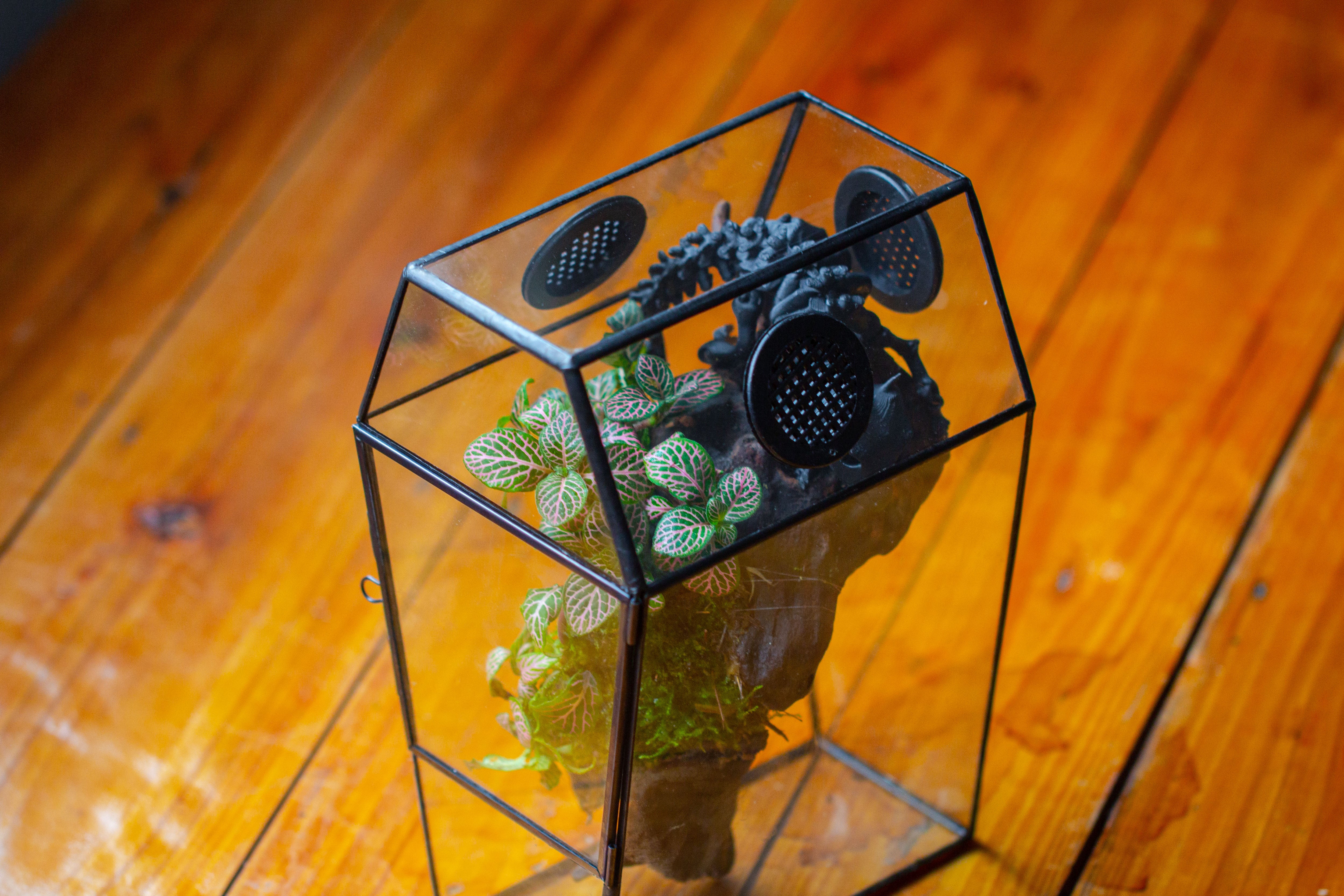 Coffin-Shaped Tin Glass Terrarium Enclosure, Gothic Style, for Jumping Spider, Insects, Snails - NCYPgarden