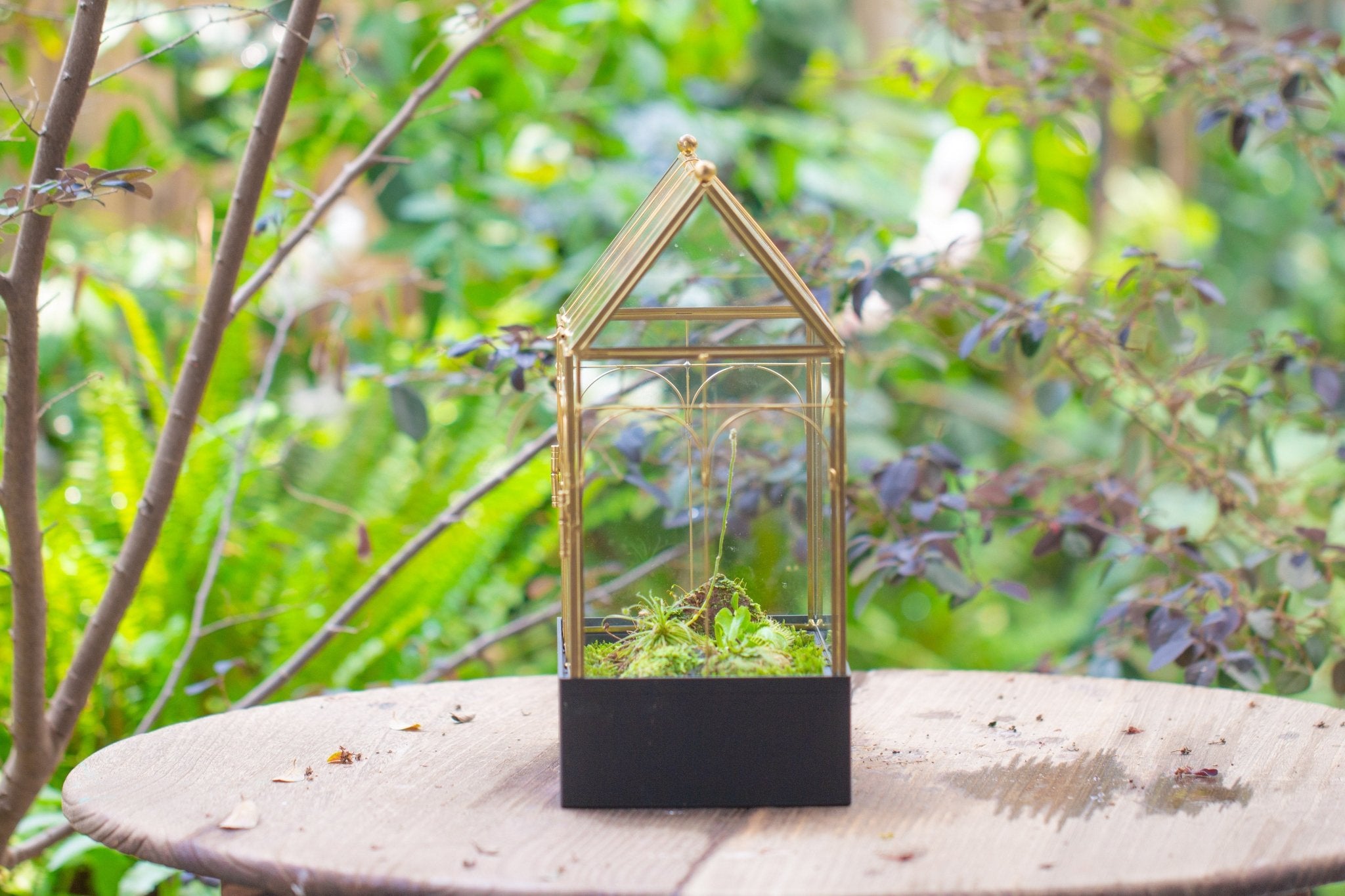 11” Gold Victorian Greenhouse Glass Terrarium with Water - Holding Base and Side Door - NCYPgarden