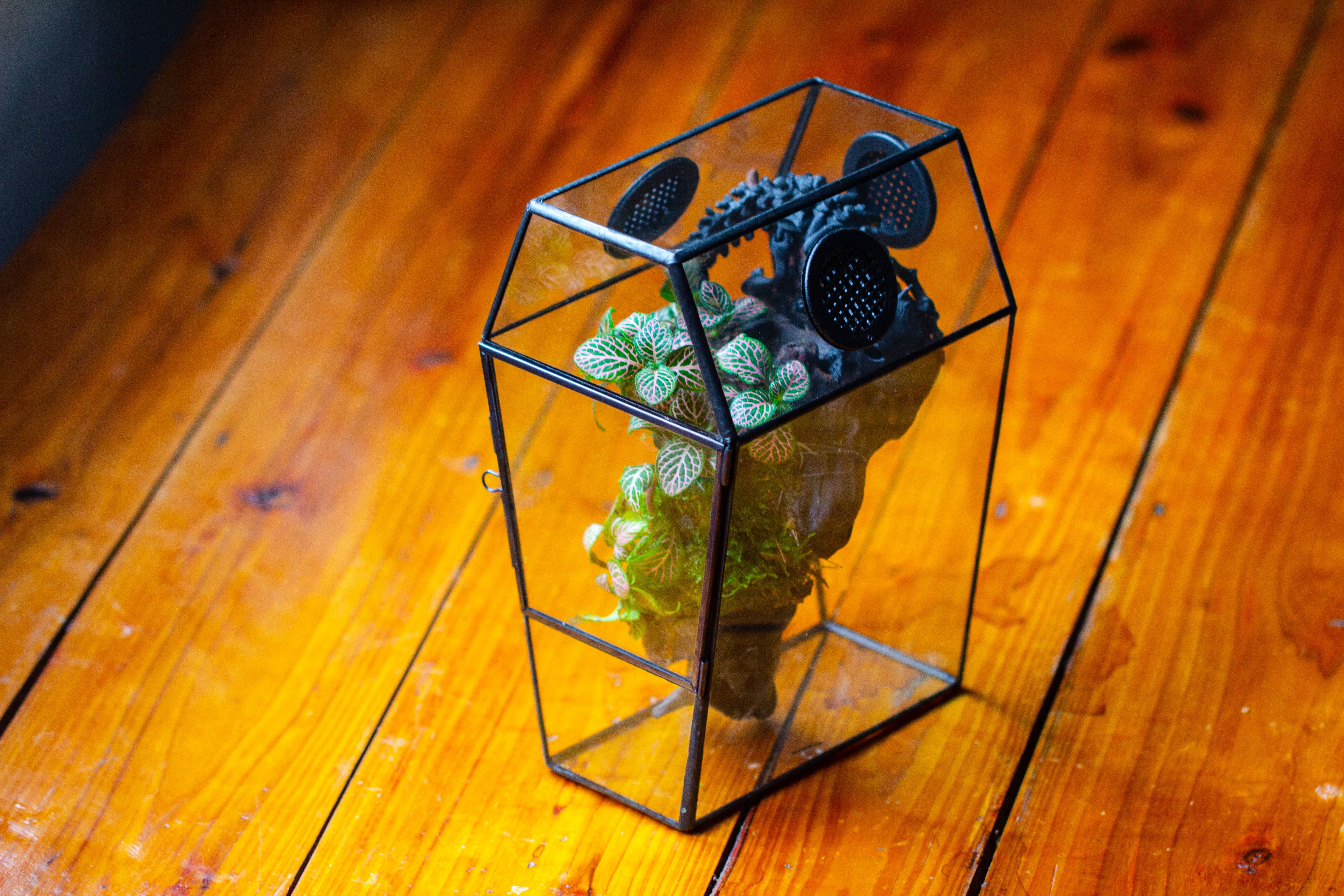 Coffin-Shaped Tin Glass Terrarium Enclosure, Gothic Style, for Jumping Spider, Insects, Snails - NCYPgarden