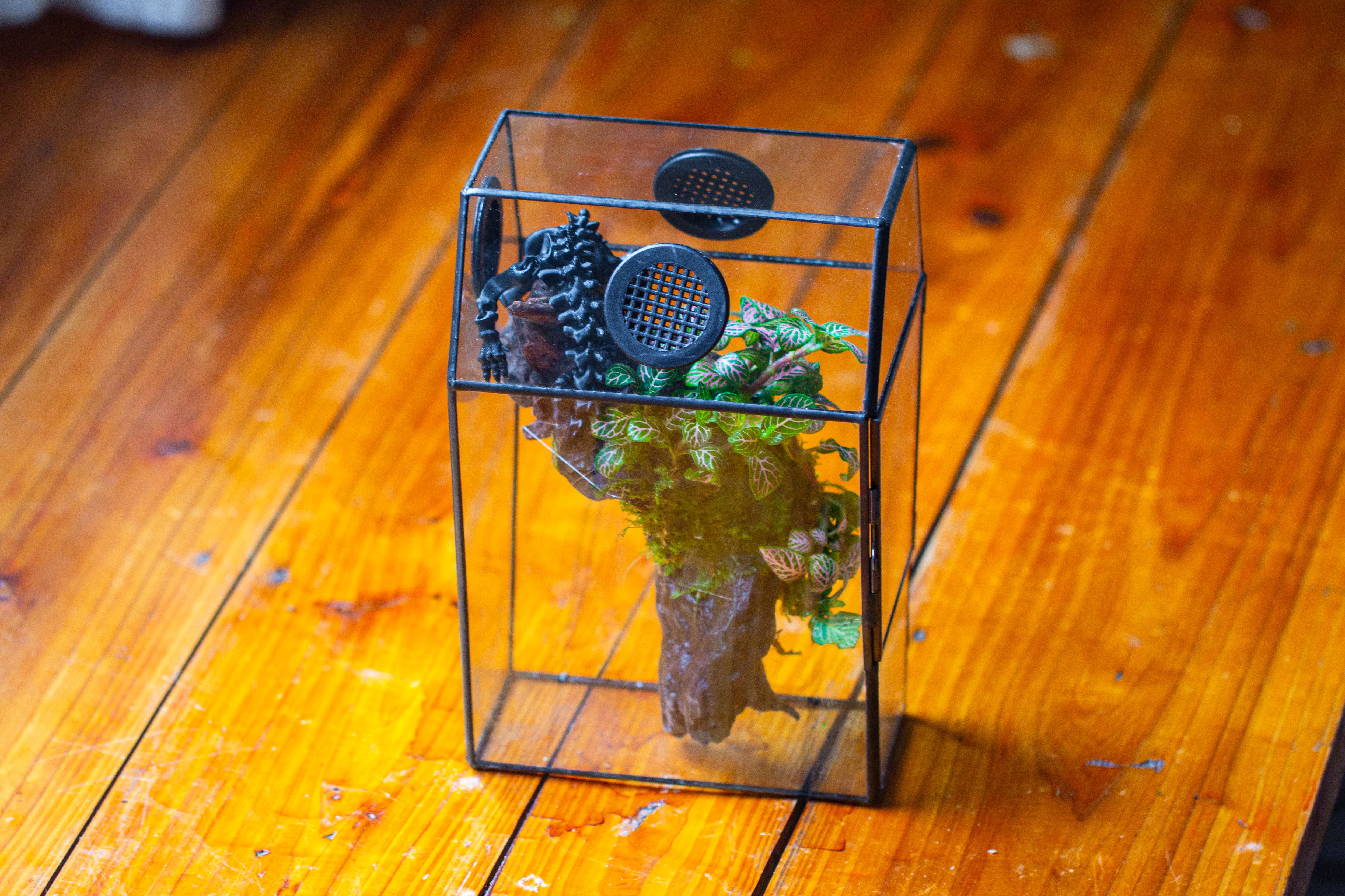 Coffin-Shaped Tin Glass Terrarium Enclosure, Gothic Style, for Jumping Spider, Insects, Snails - NCYPgarden