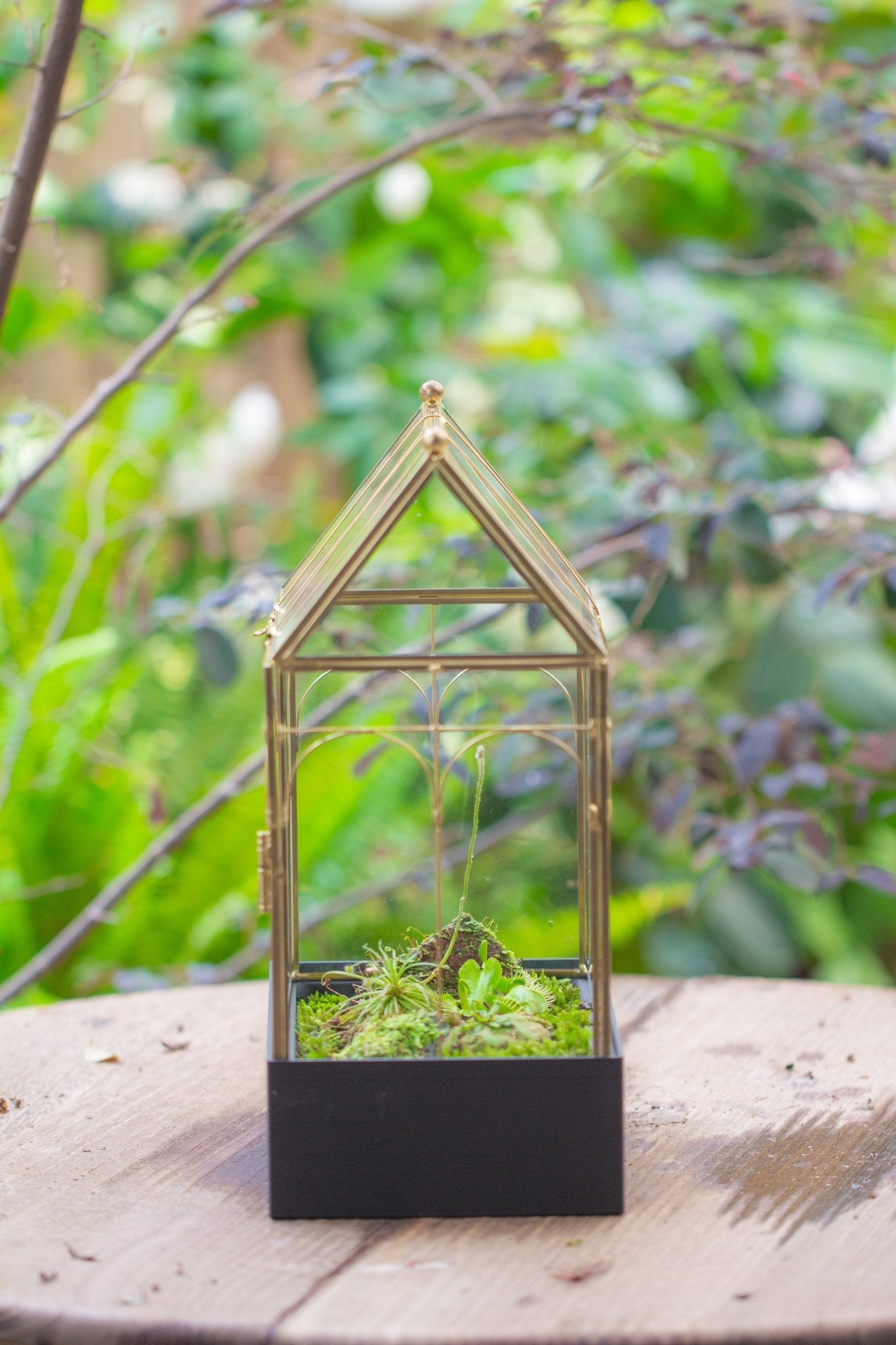 11” Gold Victorian Greenhouse Glass Terrarium with Water - Holding Base and Side Door - NCYPgarden