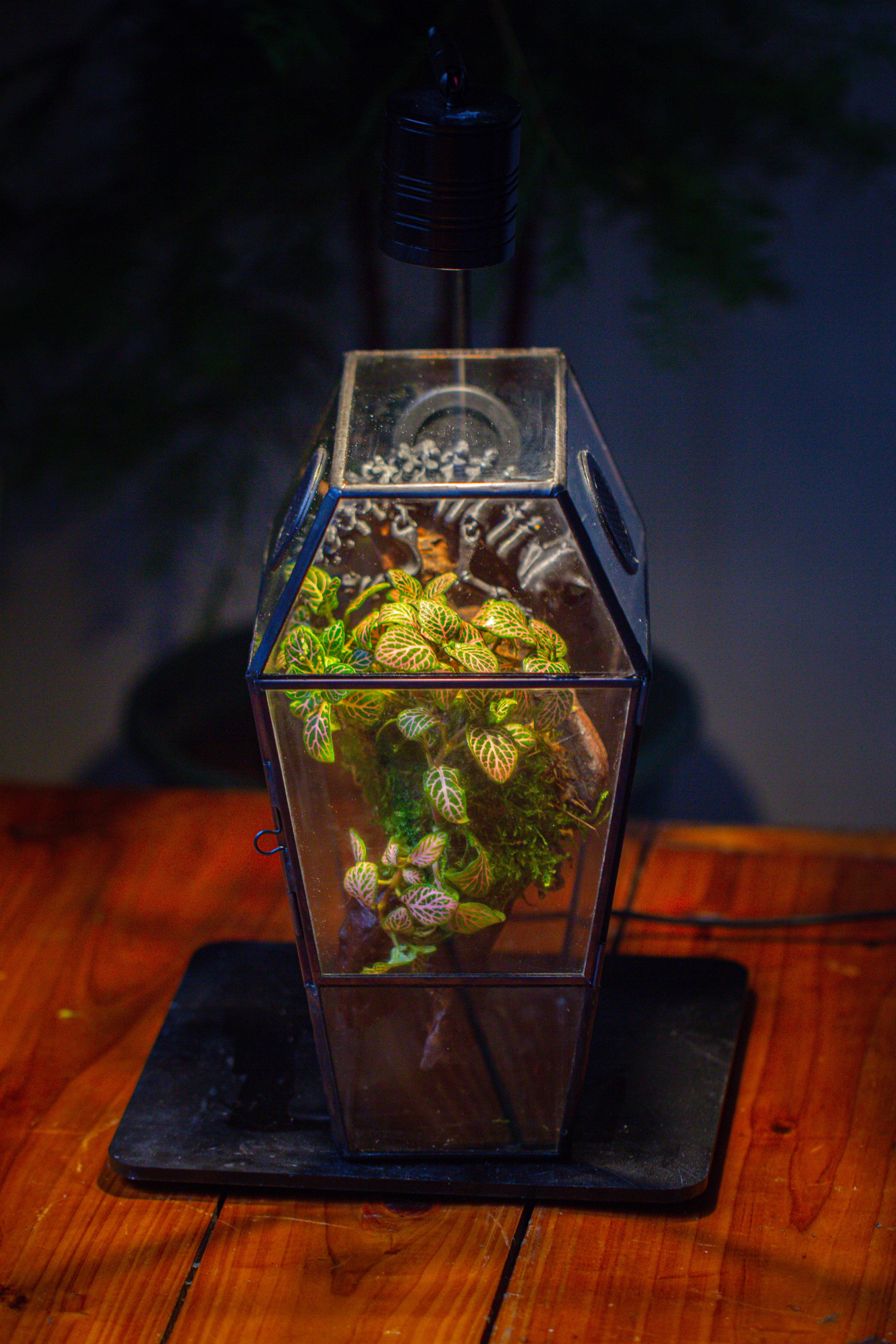 Coffin-Shaped Tin Glass Terrarium Enclosure, Gothic Style, for Jumping Spider, Insects, Snails - NCYPgarden