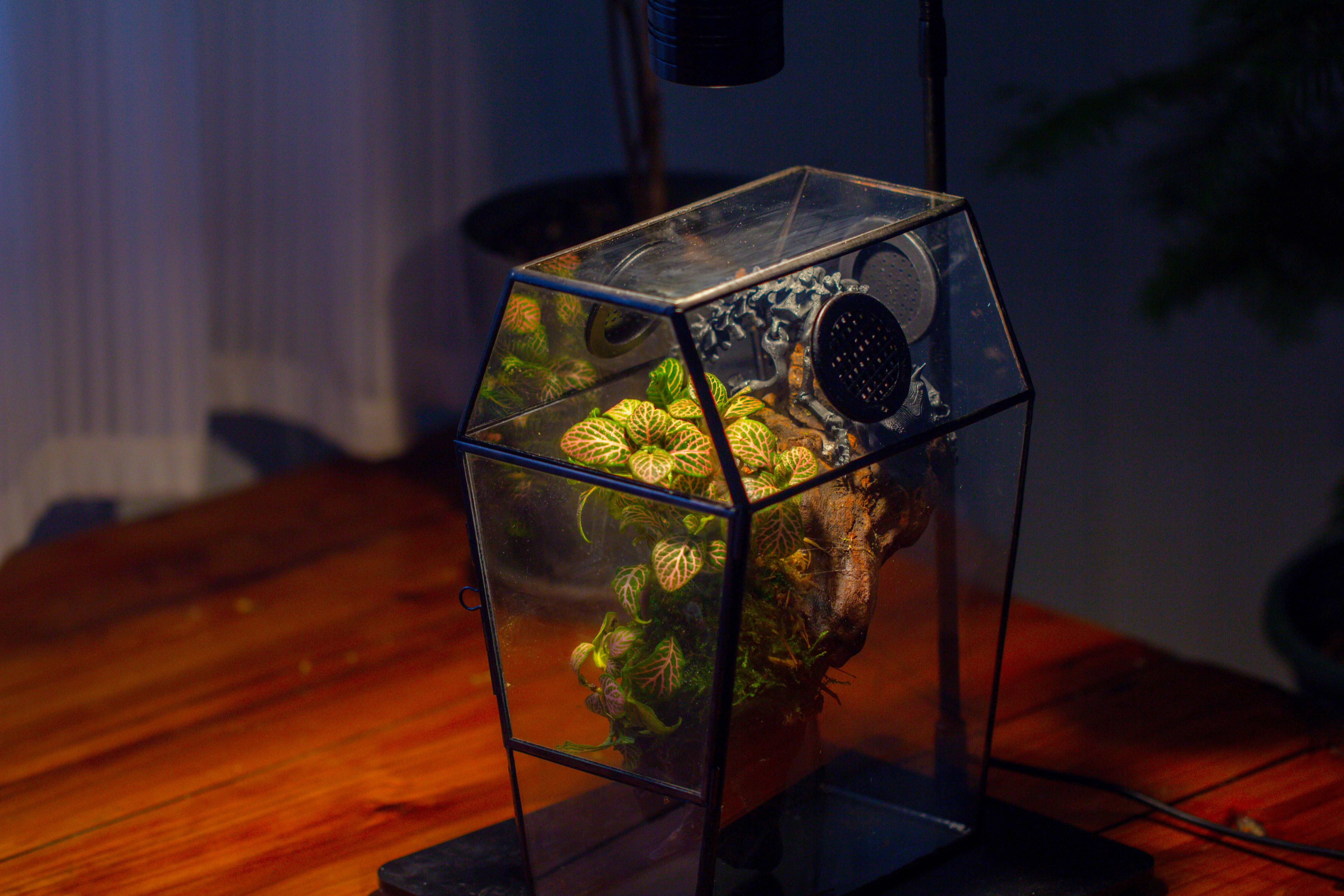 Coffin-Shaped Tin Glass Terrarium Enclosure, Gothic Style, for Jumping Spider, Insects, Snails - NCYPgarden