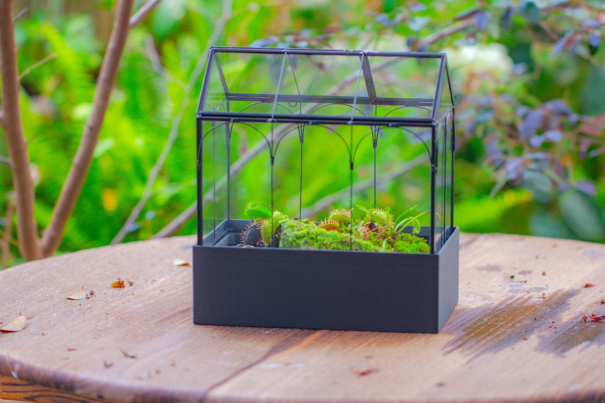 8" Vintage Greenhouse Glass Terrarium with Water - Holding Base and Top Door - NCYPgarden