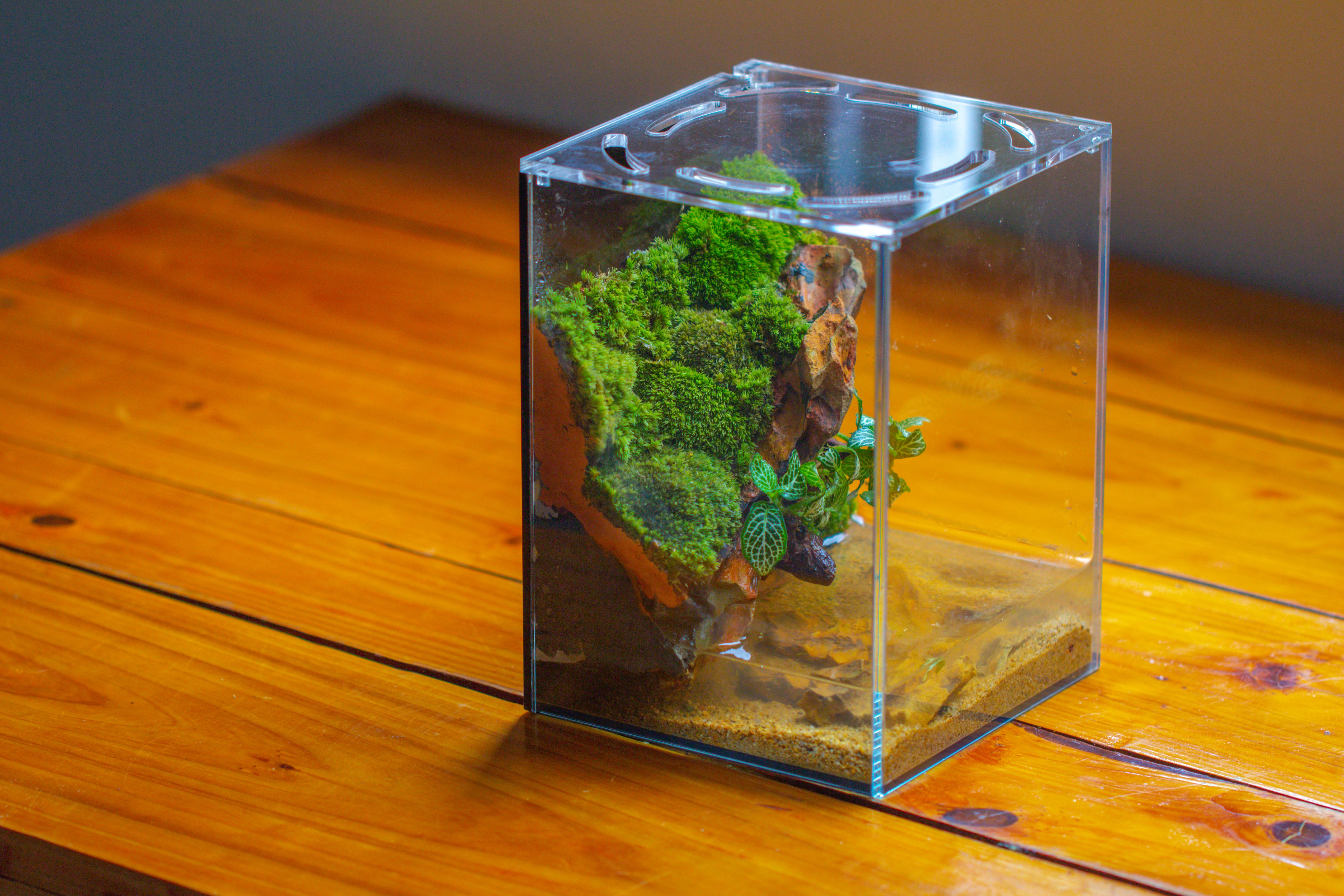 Watertight Glass Terrarium with LED Grow Light, Acrylic Lid for Moss Wall, vertical planting -15x15x20cm / 5.9x5.9x7.8 - NCYPgarden